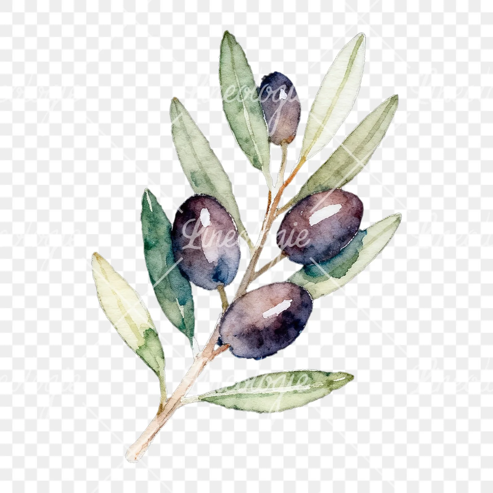 Watercolor olive branch with black olives clipart 5 of 9 on a transparent background (PNG)