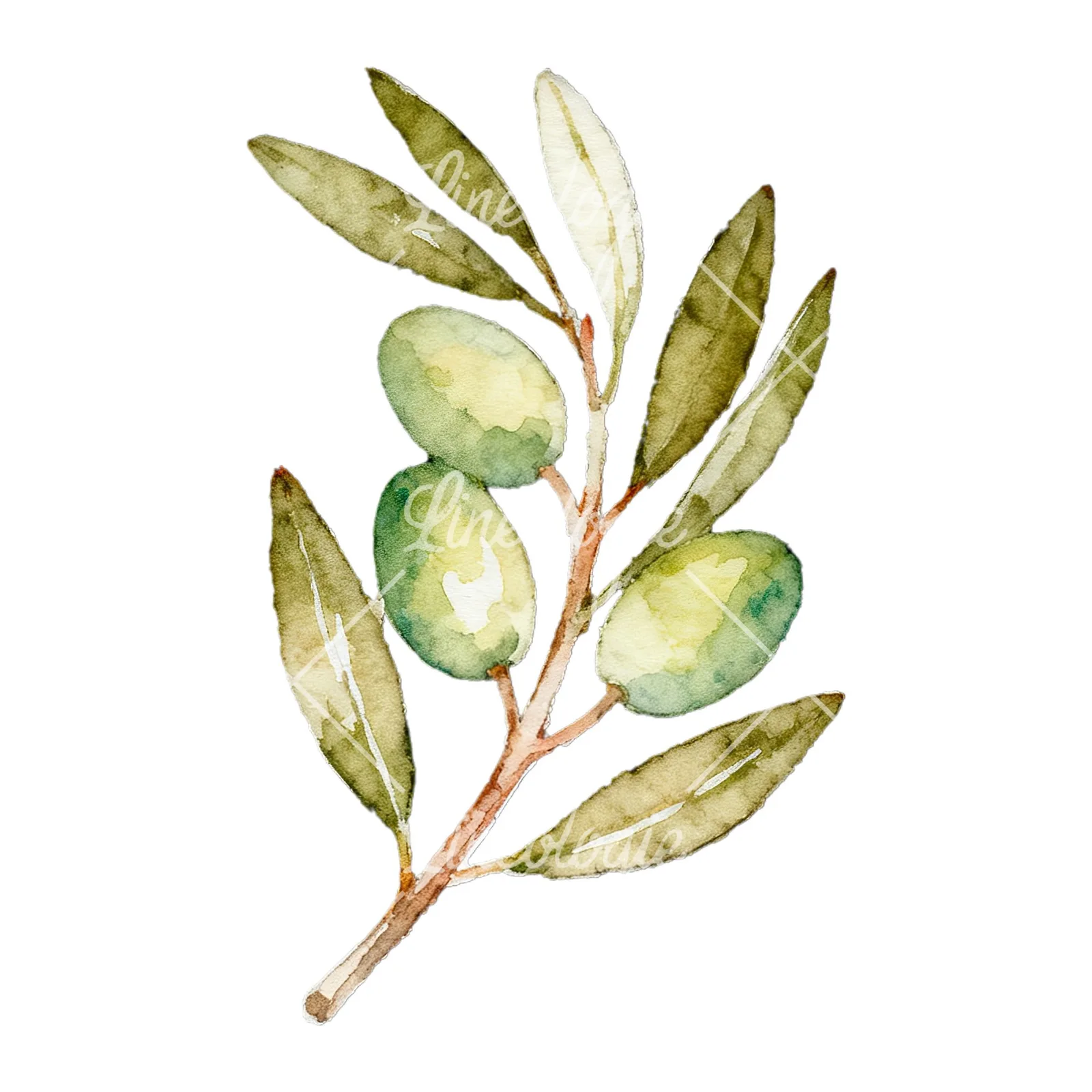 Watercolor olive branch with black olives clipart 6 of 9 on a white background (JPG)