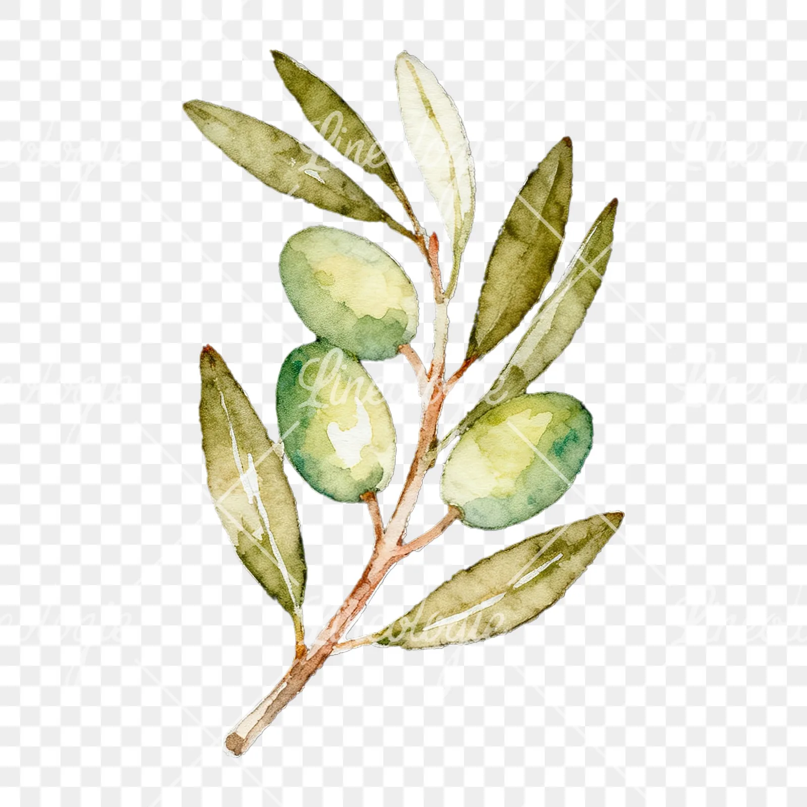 Watercolor olive branch with black olives clipart 6 of 9 on a transparent background (PNG)