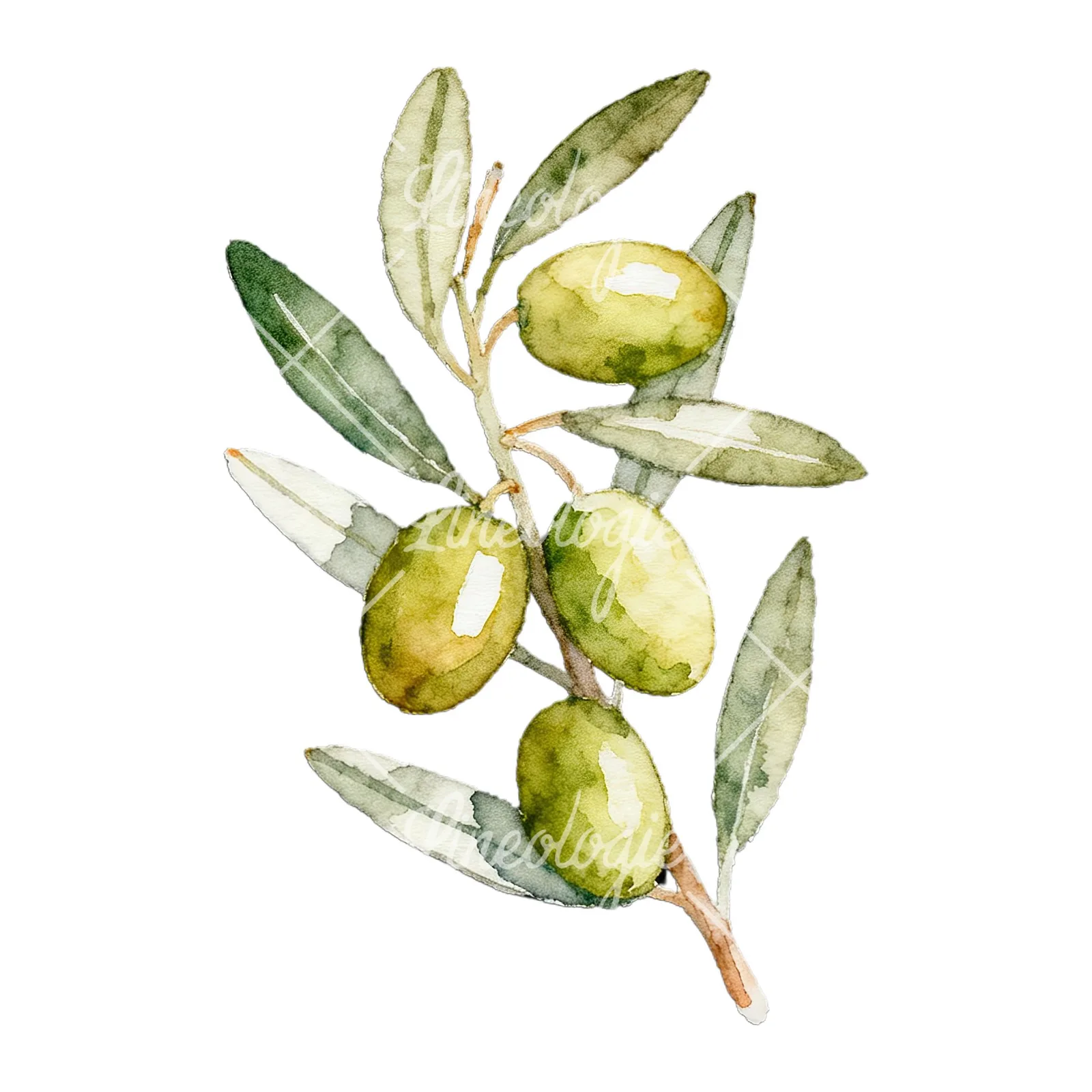 Watercolor olive branch with black olives clipart 7 of 9 on a white background (JPG)