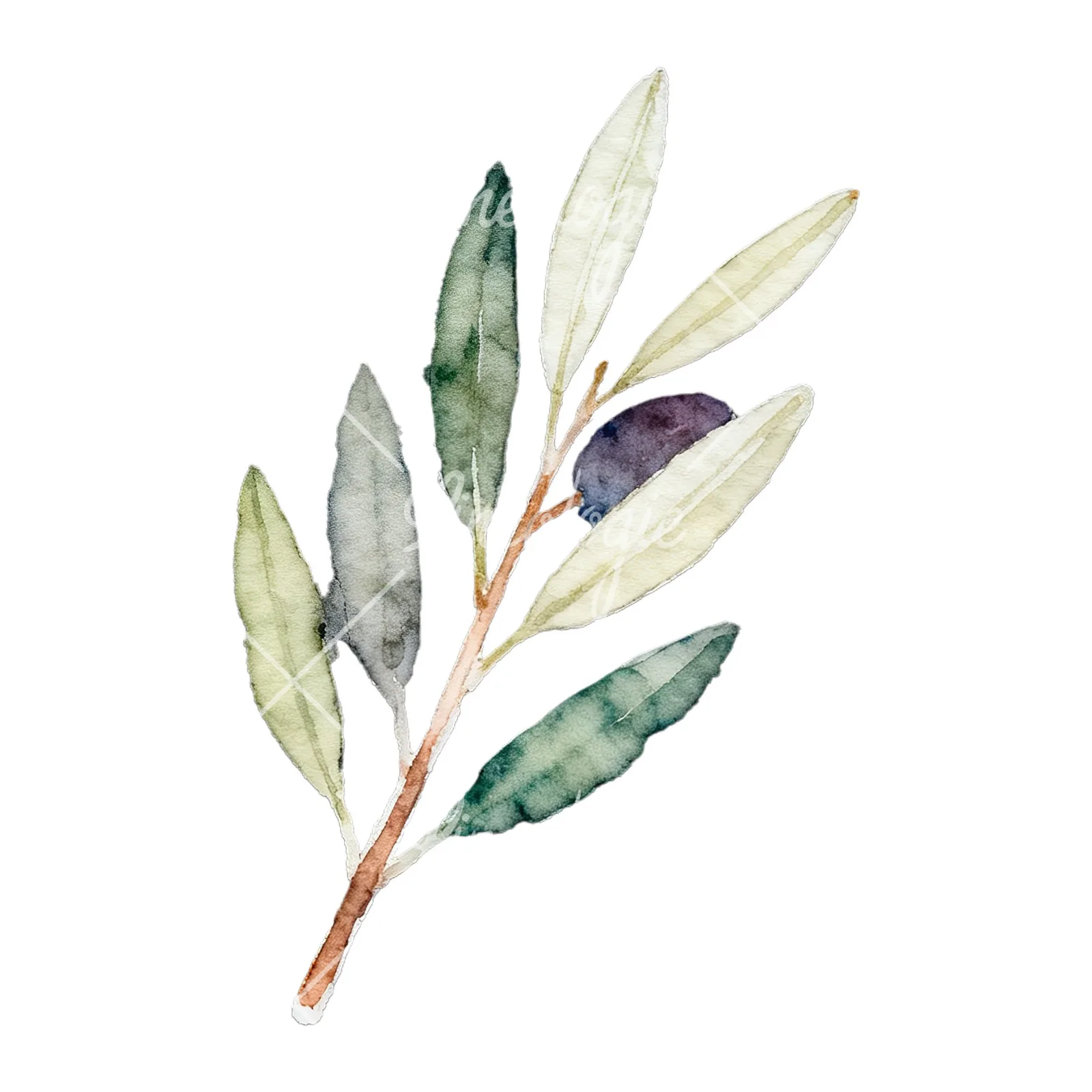 Watercolor olive branch with black olives clipart 8 of 9 on a white background (JPG)