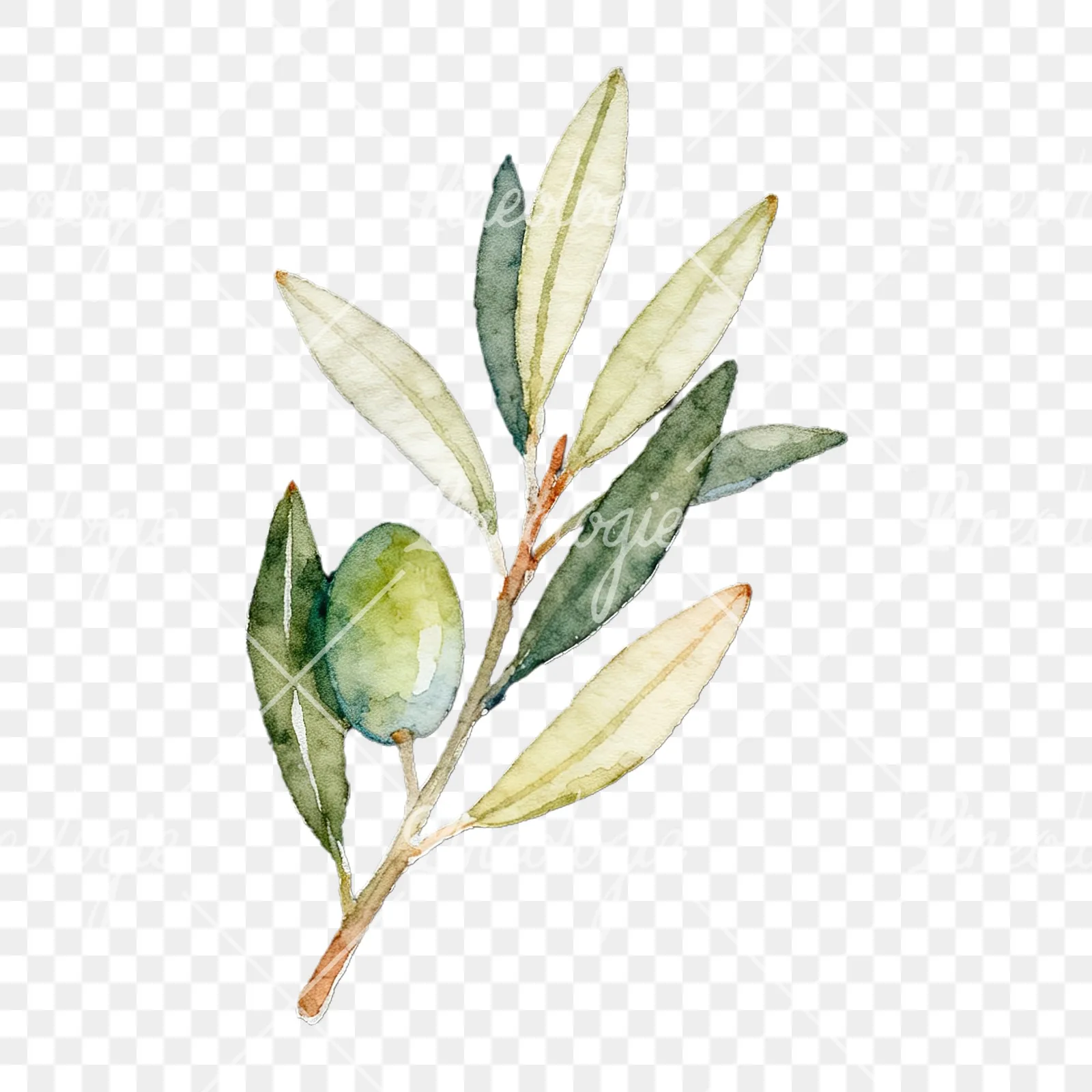 Watercolor olive branch with black olives clipart 9 of 9 on a transparent background (PNG)