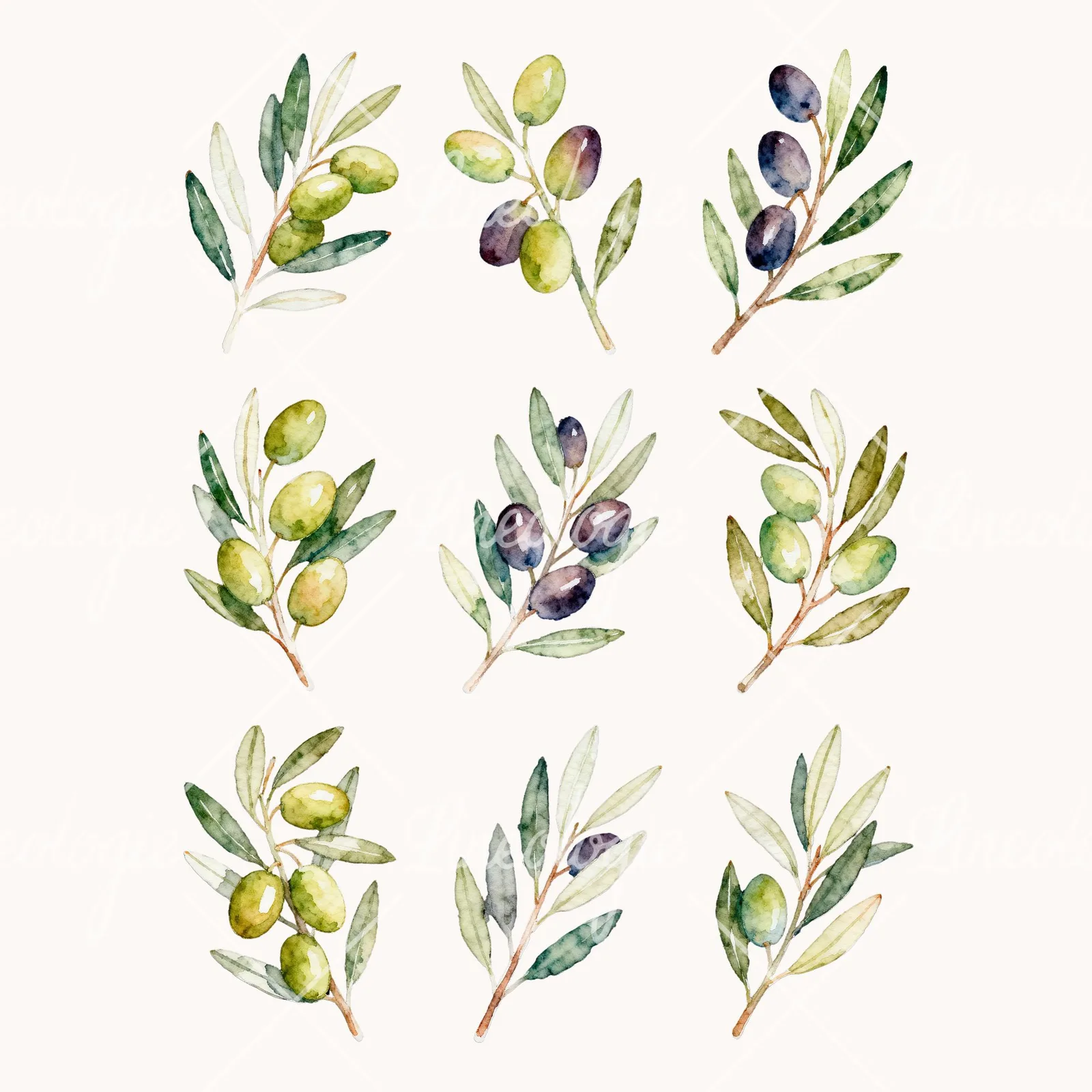 Watercolor Olive Branch with Black Olives Clipart, all 9 illustrations in the pack