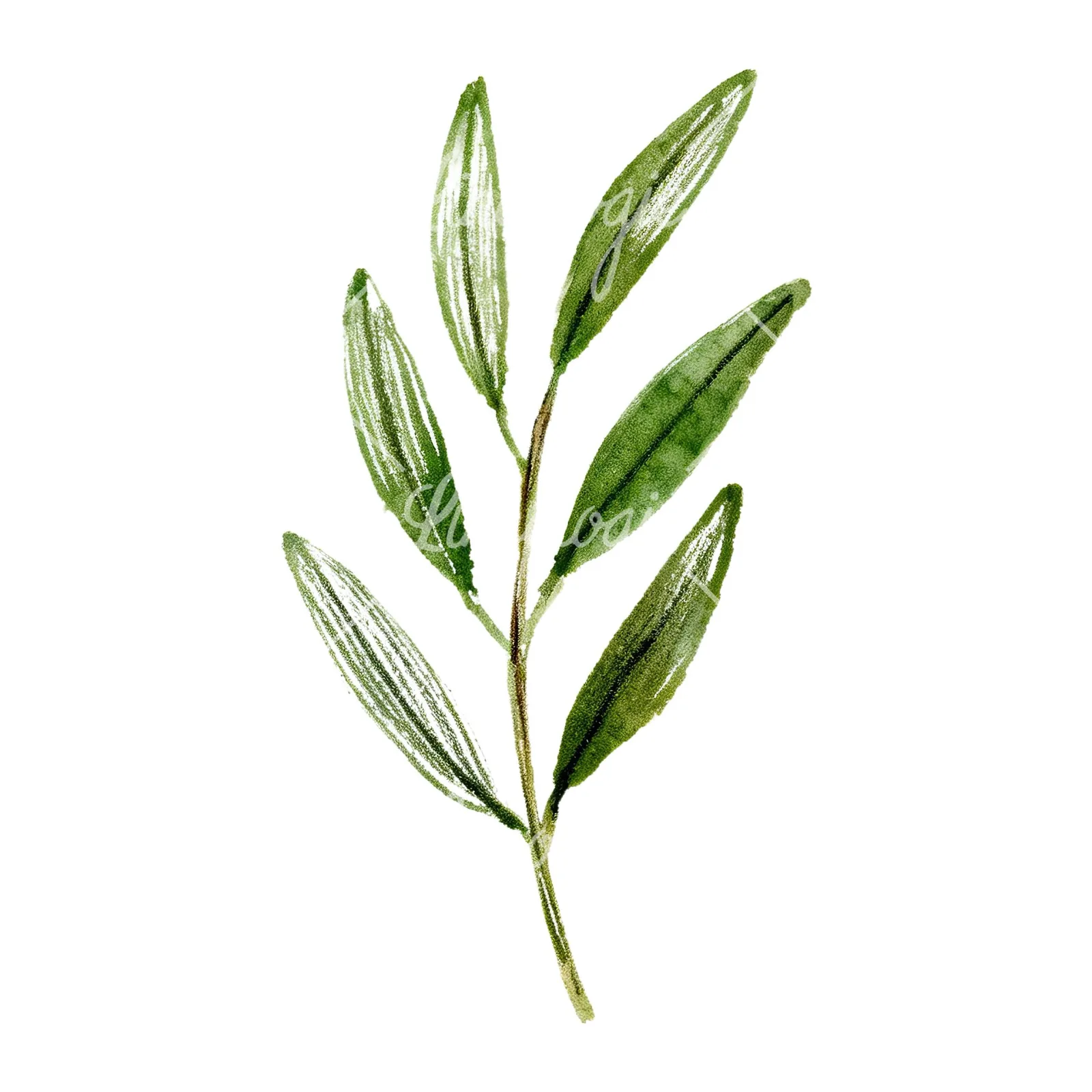 Watercolor olive branch flower clipart 1 of 9 on a white background (JPG)