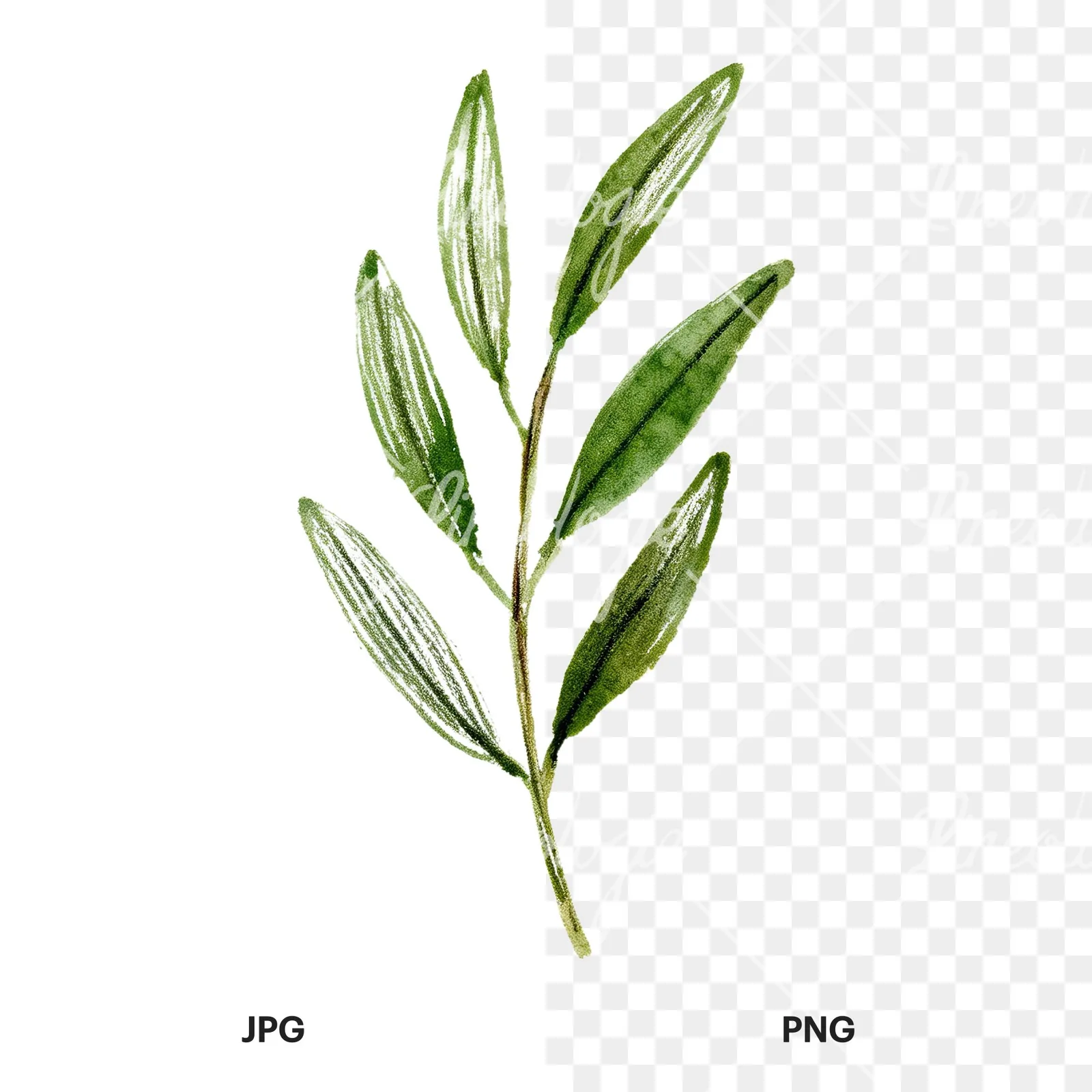 Watercolor olive branch flower clipart 1 of 9, as a JPG on white and a transparent PNG
