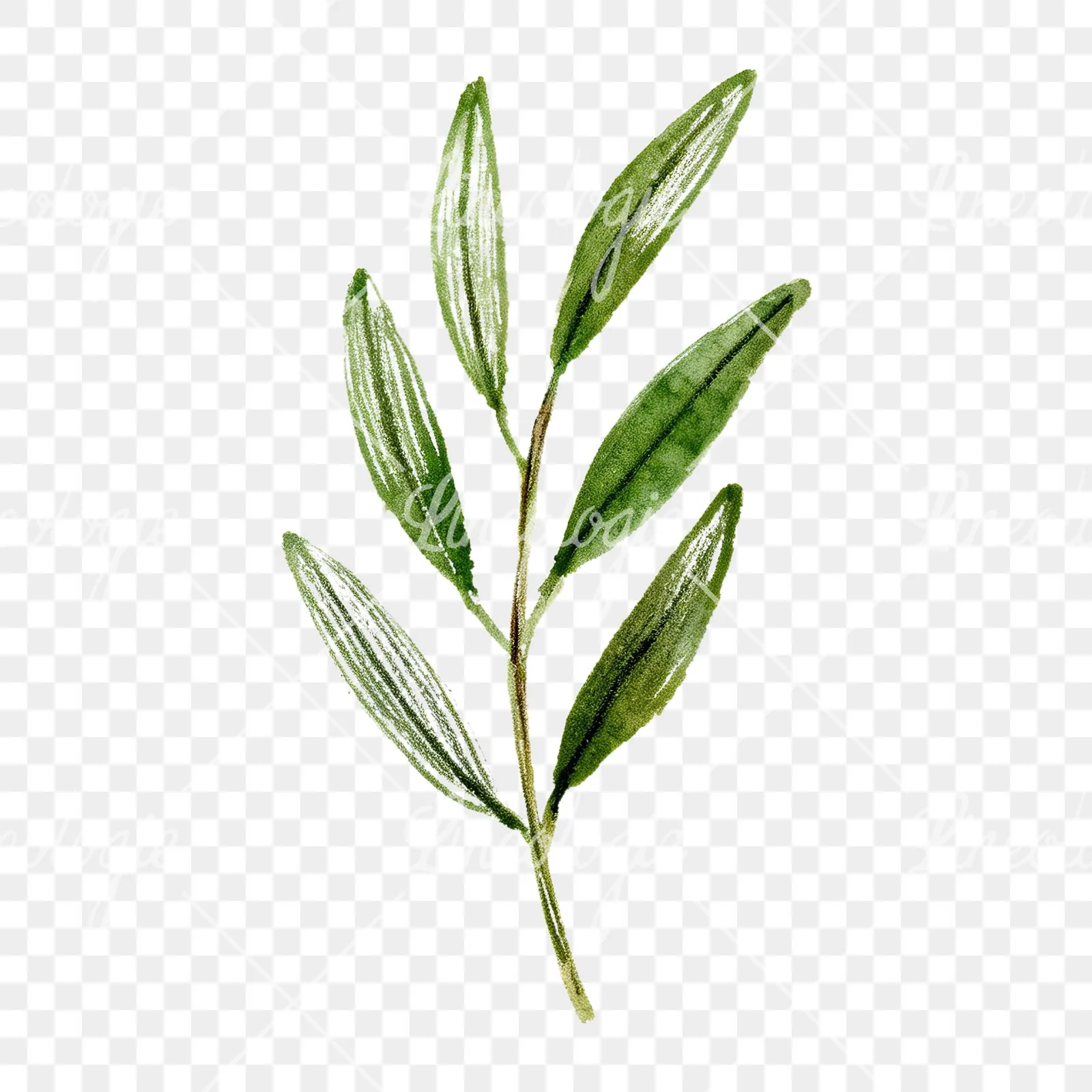 Watercolor olive branch flower clipart 1 of 9 on a transparent background (PNG)