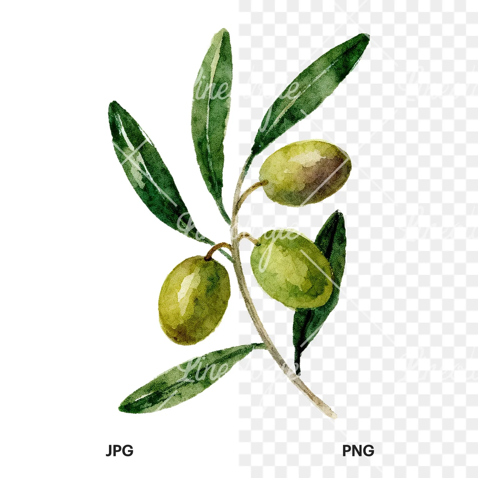 Watercolor olive branch flower clipart 2 of 9, as a JPG on white and a transparent PNG