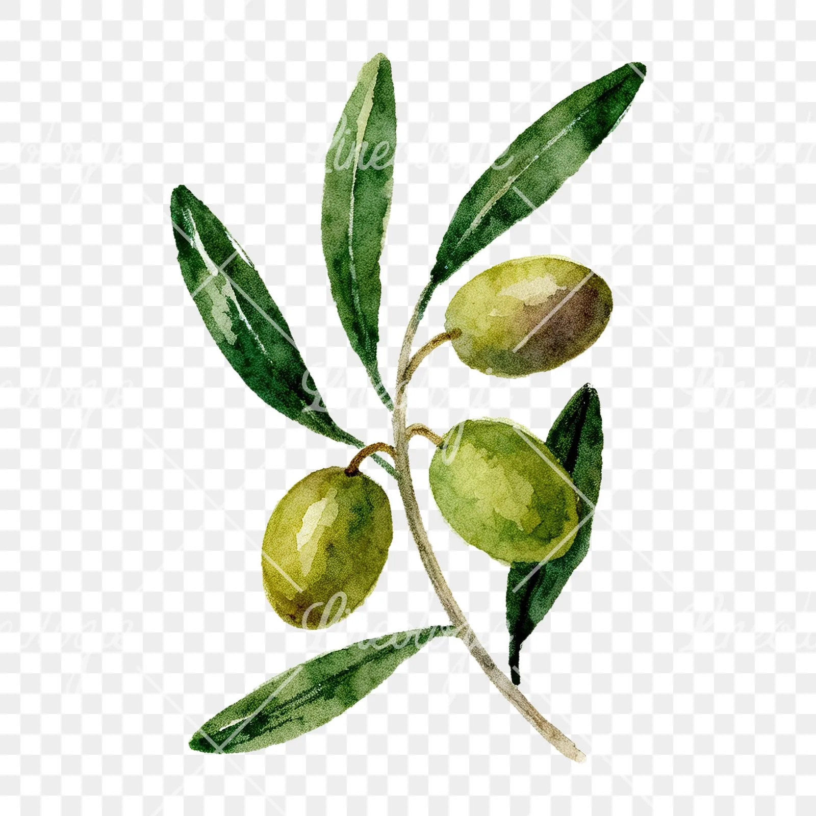Watercolor olive branch flower clipart 2 of 9 on a transparent background (PNG)