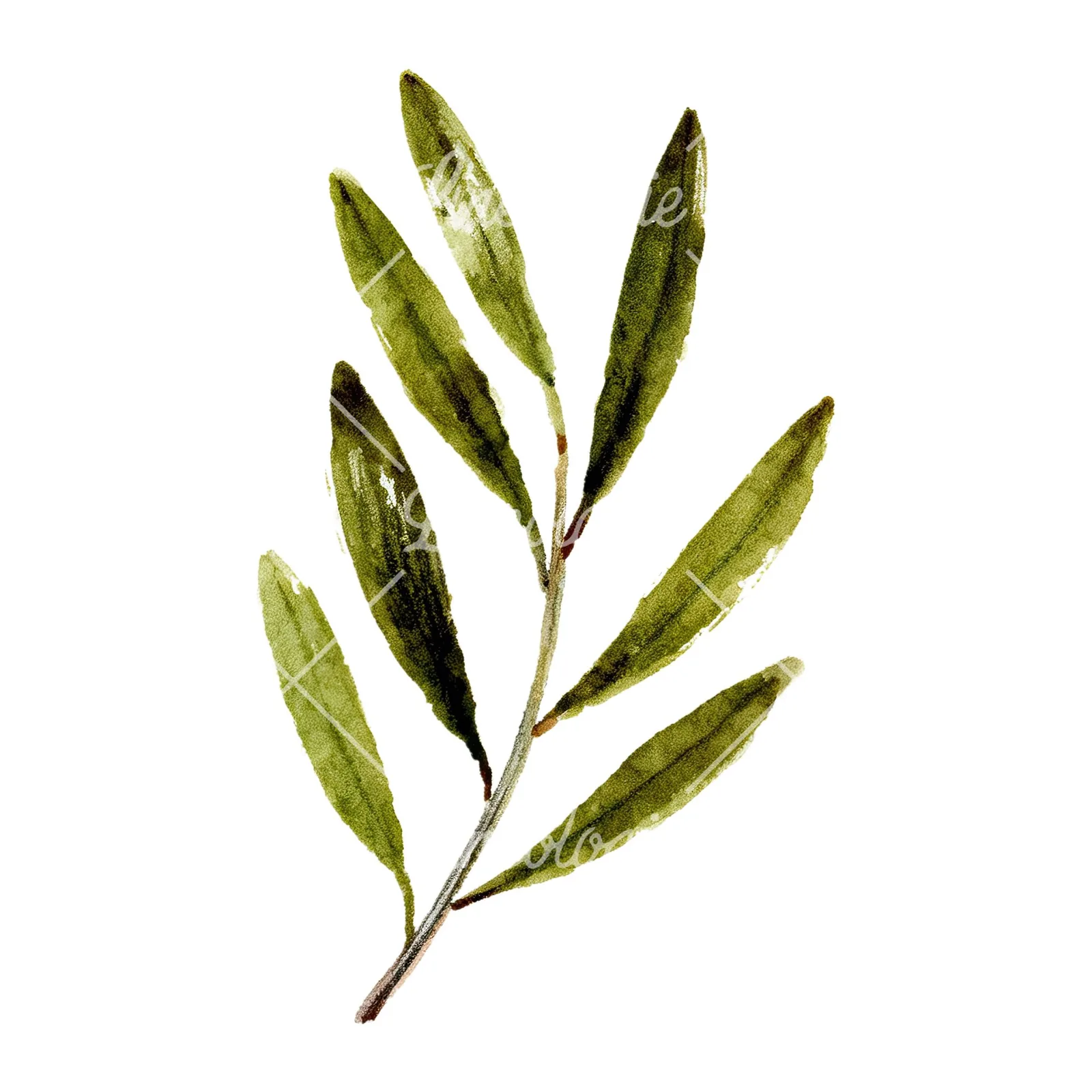 Watercolor olive branch flower clipart 3 of 9 on a white background (JPG)