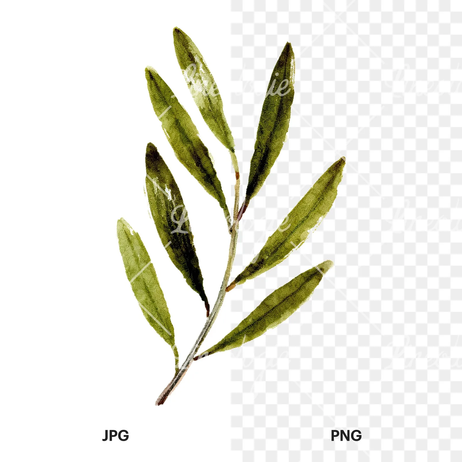 Watercolor olive branch flower clipart 3 of 9, as a JPG on white and a transparent PNG