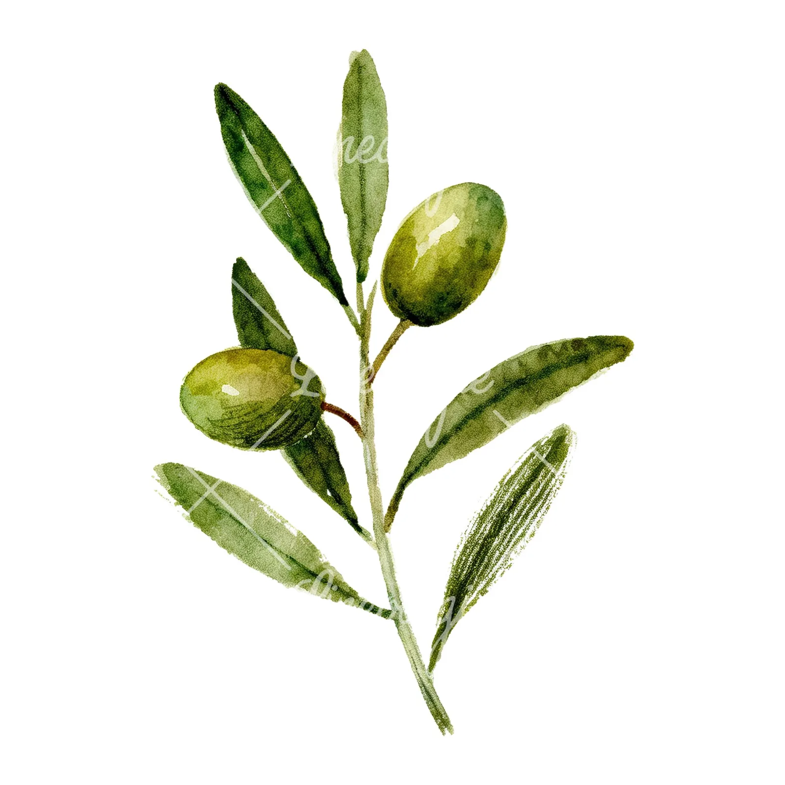 Watercolor olive branch flower clipart 4 of 9 on a white background (JPG)
