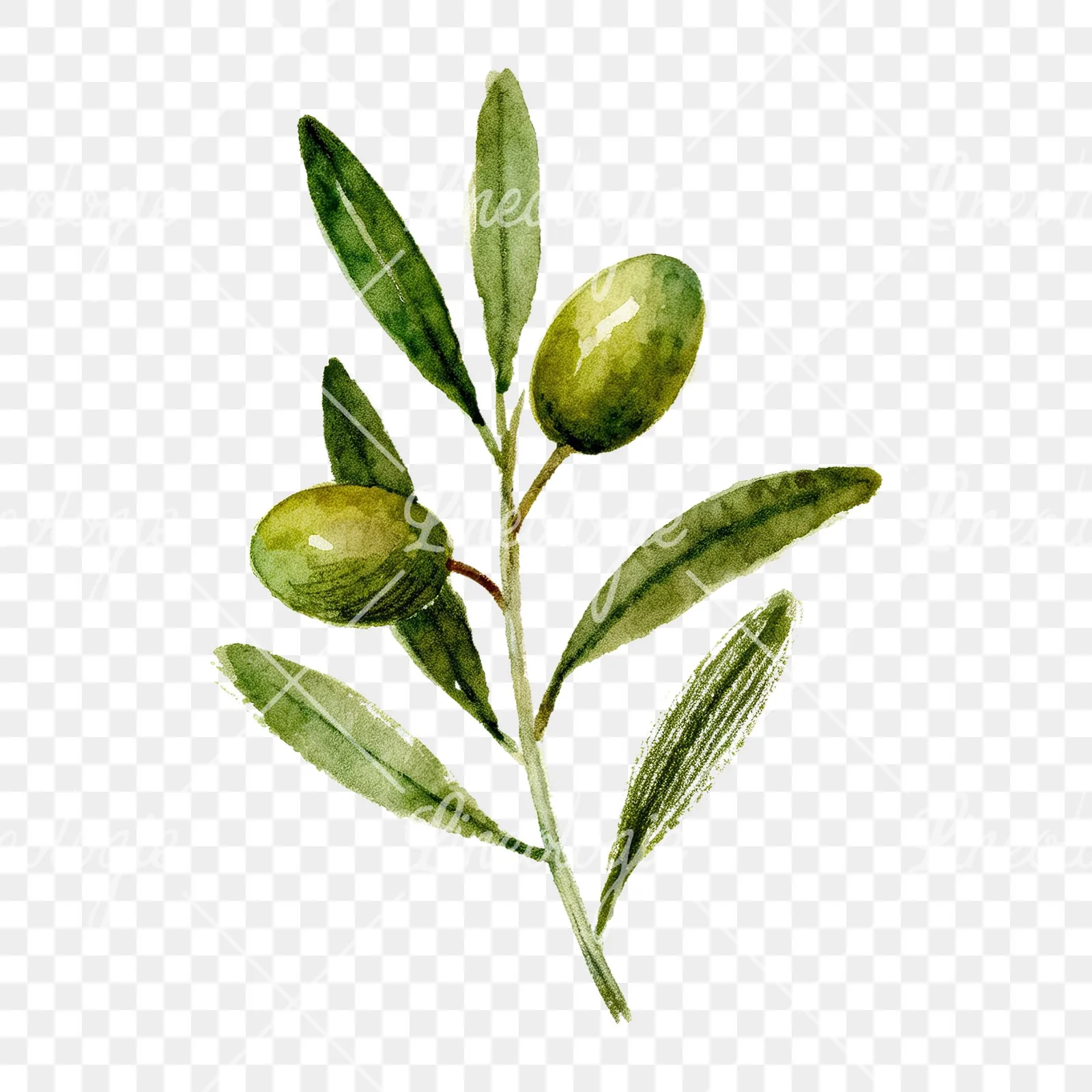 Watercolor olive branch flower clipart 4 of 9 on a transparent background (PNG)