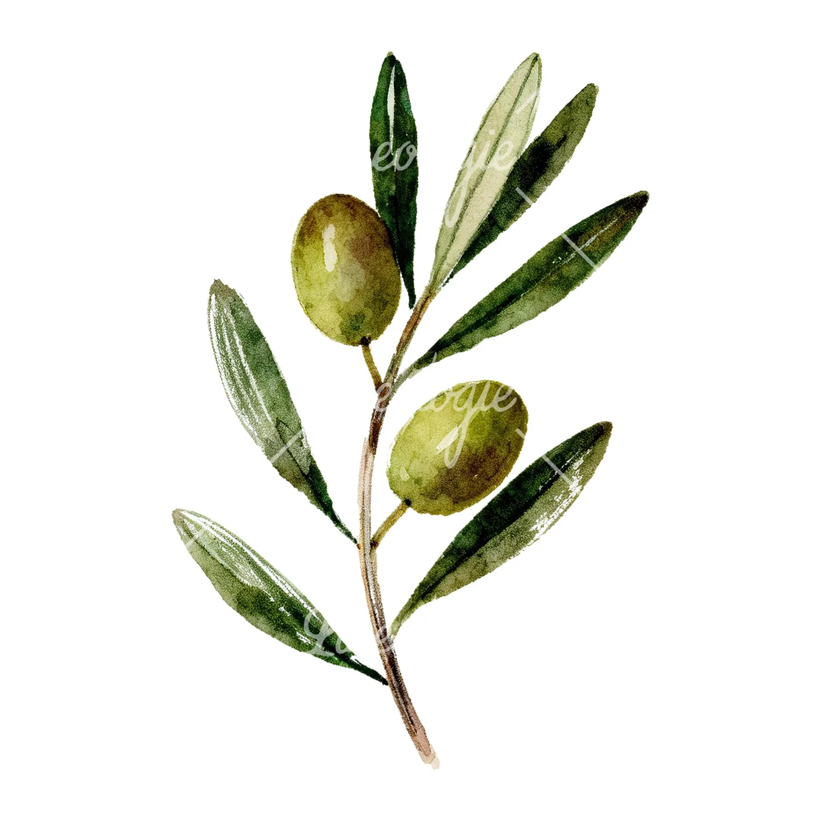 Watercolor olive branch flower clipart 5 of 9 on a white background (JPG)