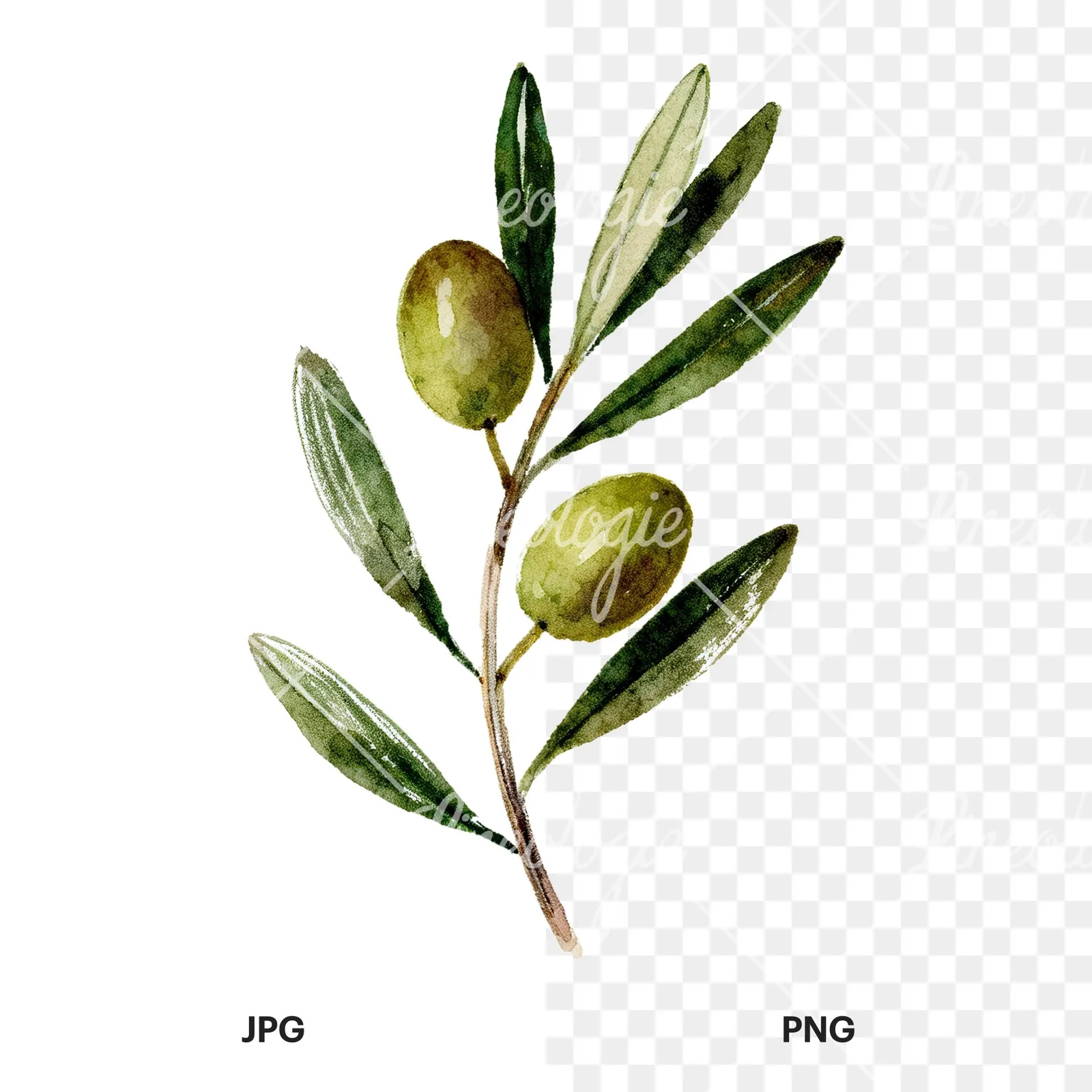 Watercolor olive branch flower clipart 5 of 9, as a JPG on white and a transparent PNG