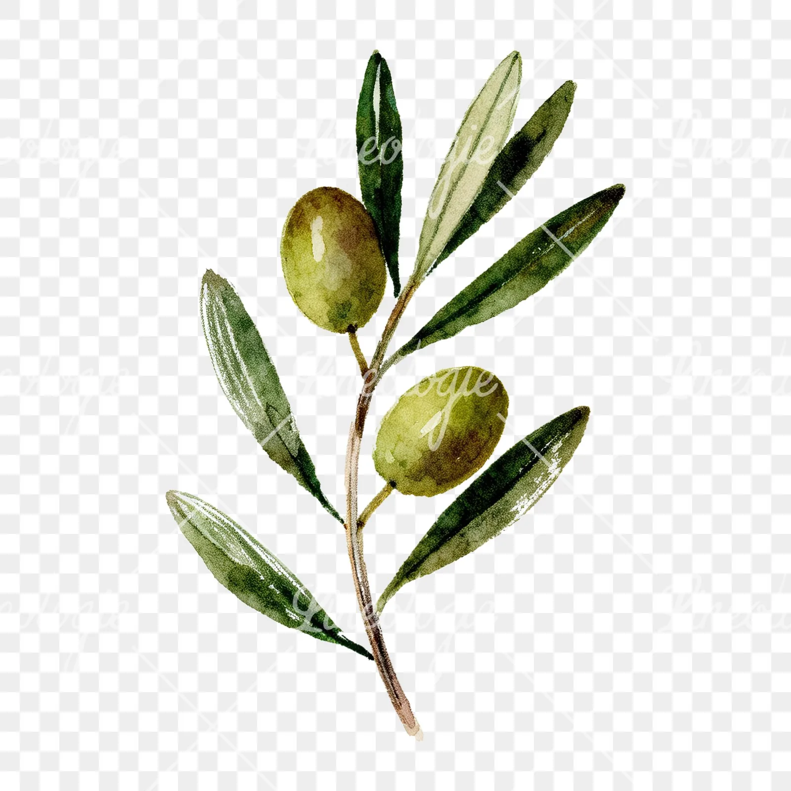 Watercolor olive branch flower clipart 5 of 9 on a transparent background (PNG)