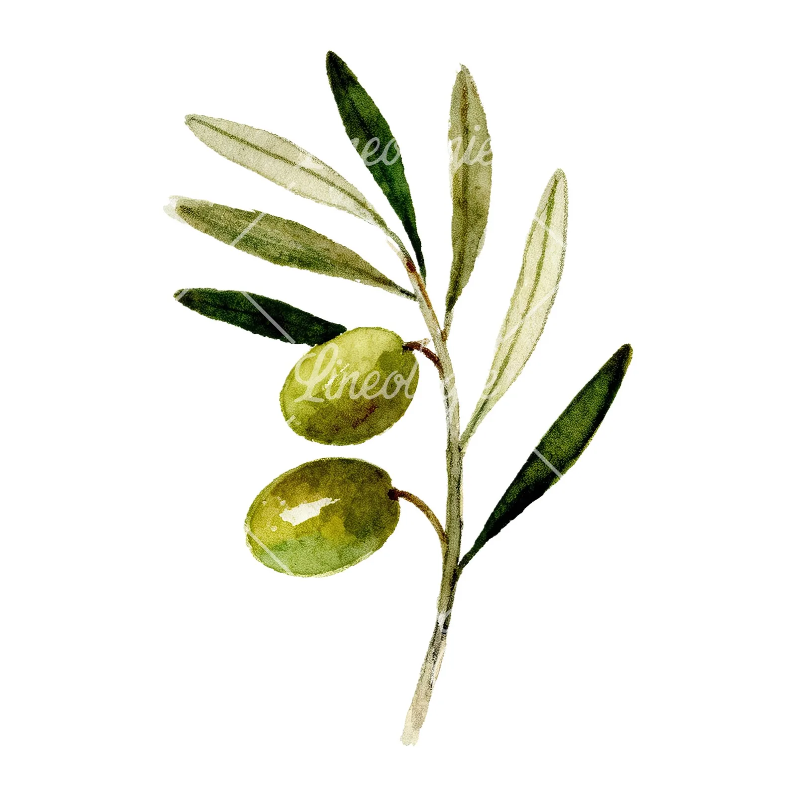 Watercolor olive branch flower clipart 6 of 9 on a white background (JPG)