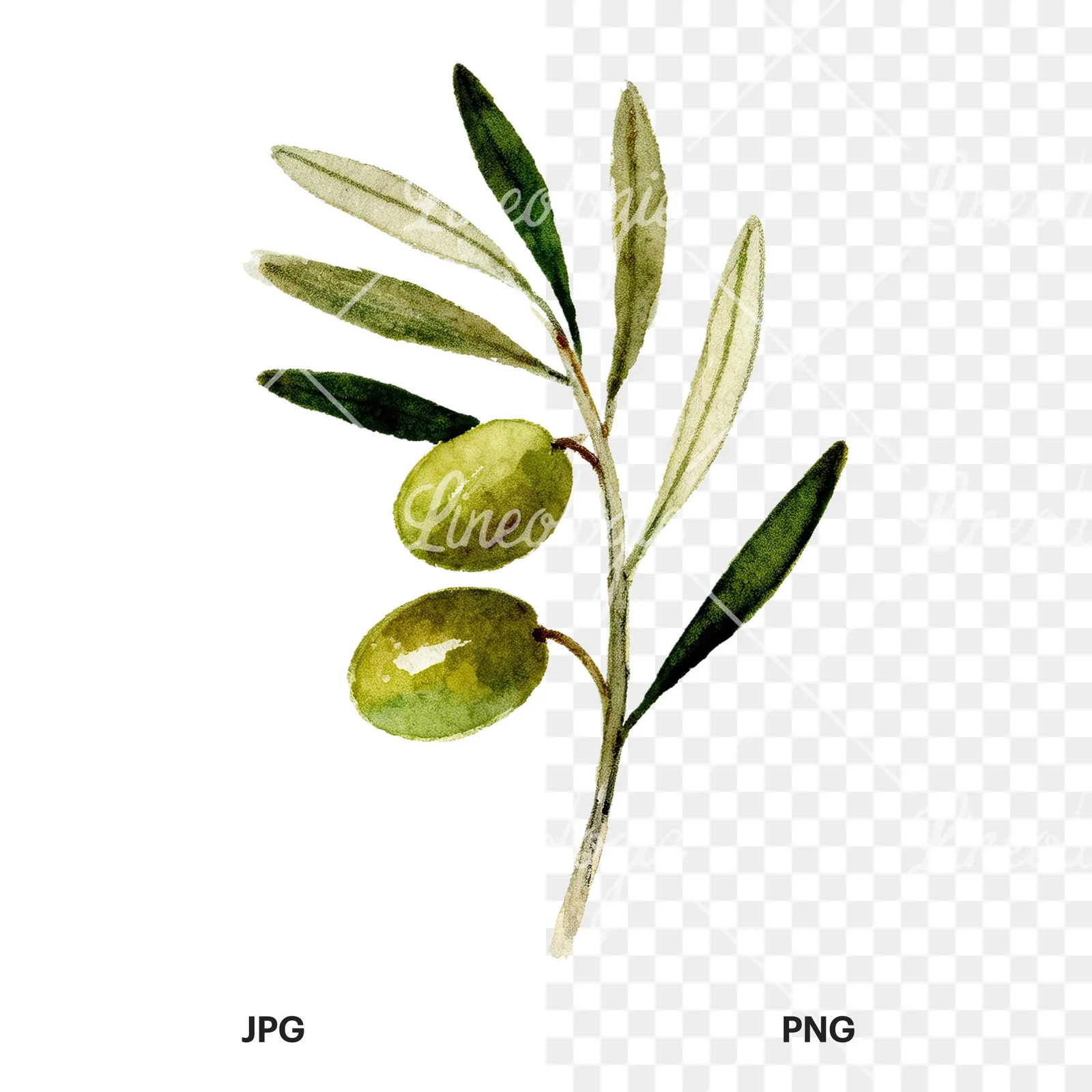Watercolor olive branch flower clipart 6 of 9, as a JPG on white and a transparent PNG