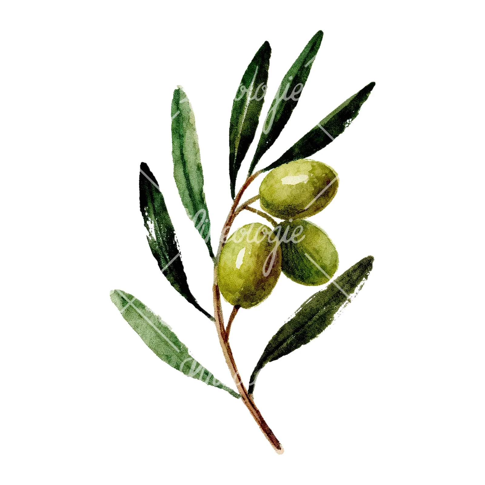 Watercolor olive branch flower clipart 7 of 9 on a white background (JPG)