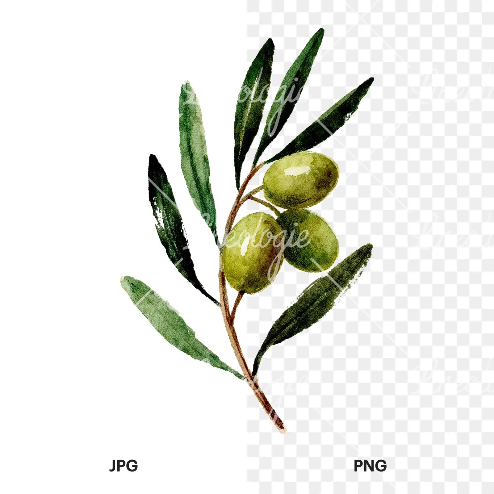 Watercolor olive branch flower clipart 7 of 9, as a JPG on white and a transparent PNG