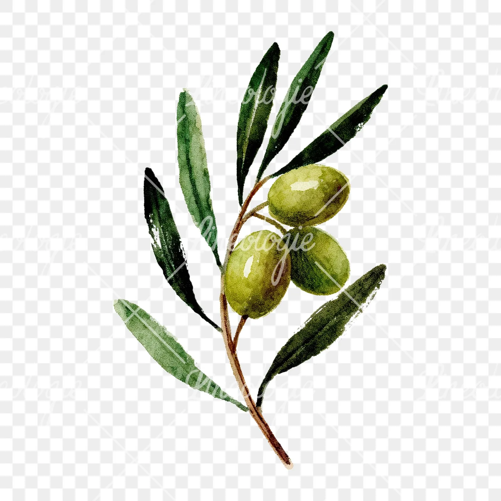 Watercolor olive branch flower clipart 7 of 9 on a transparent background (PNG)
