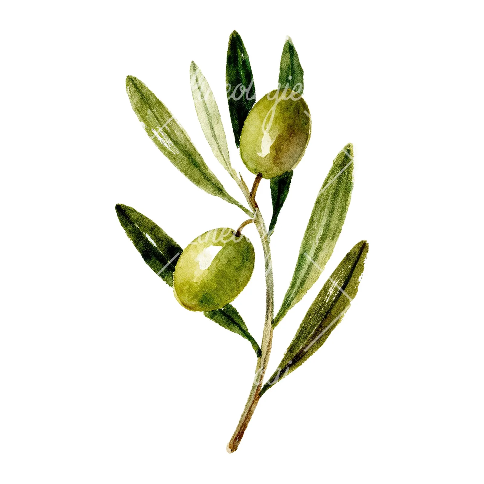 Watercolor olive branch flower clipart 8 of 9 on a white background (JPG)