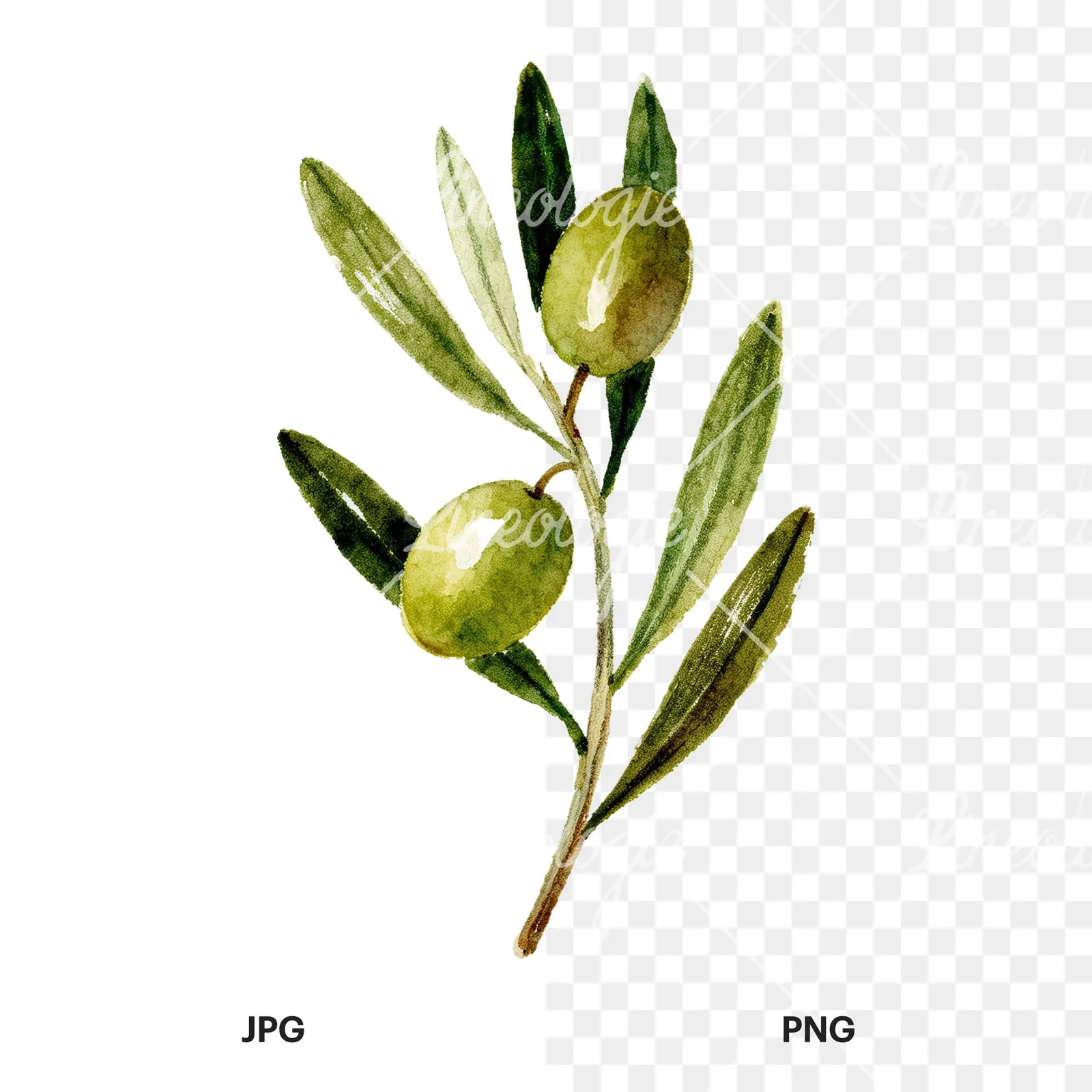 Watercolor olive branch flower clipart 8 of 9, as a JPG on white and a transparent PNG