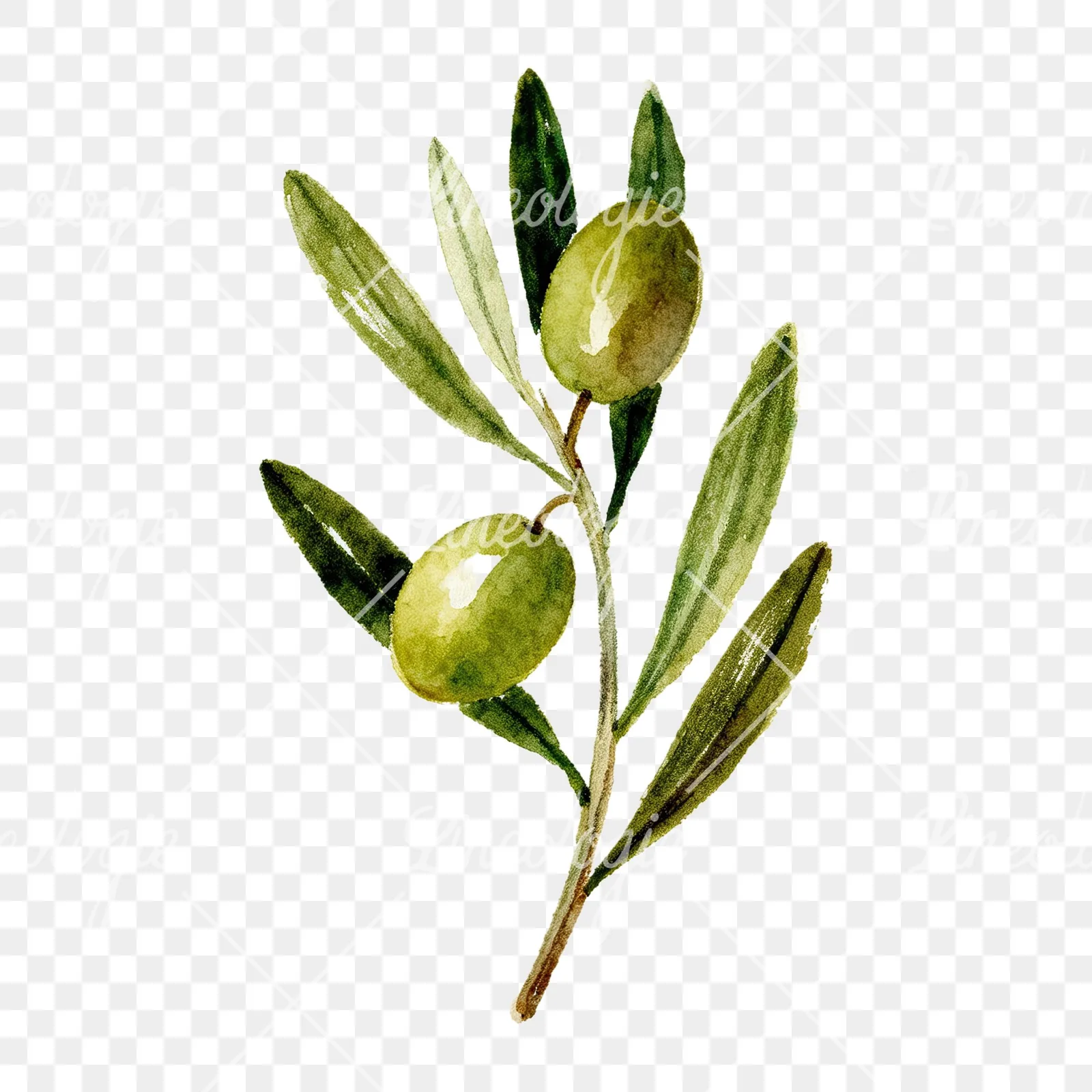 Watercolor olive branch flower clipart 8 of 9 on a transparent background (PNG)