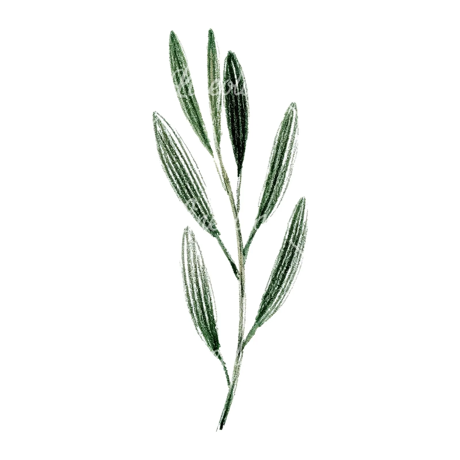 Watercolor olive branch flower clipart 9 of 9 on a white background (JPG)