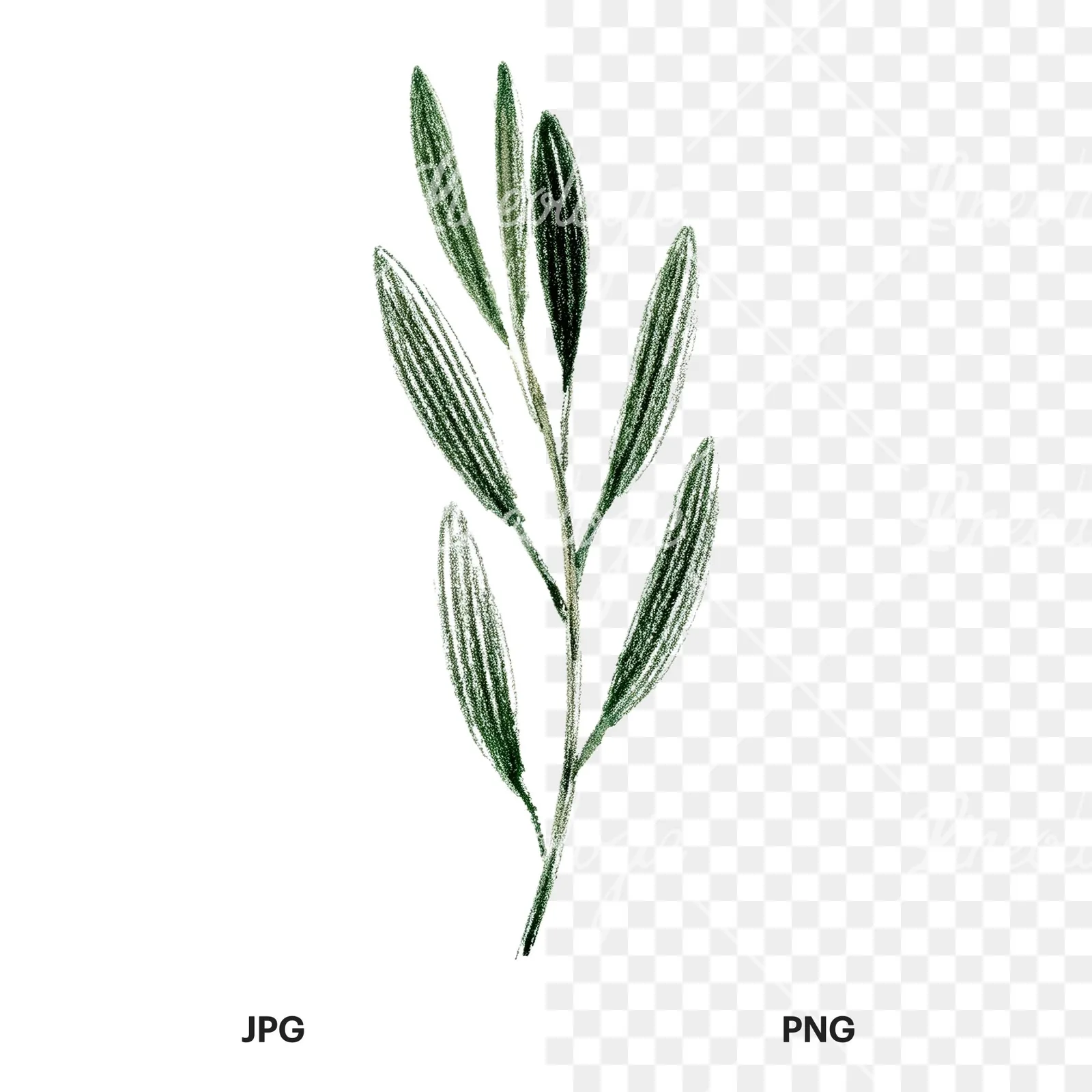 Watercolor olive branch flower clipart 9 of 9, as a JPG on white and a transparent PNG