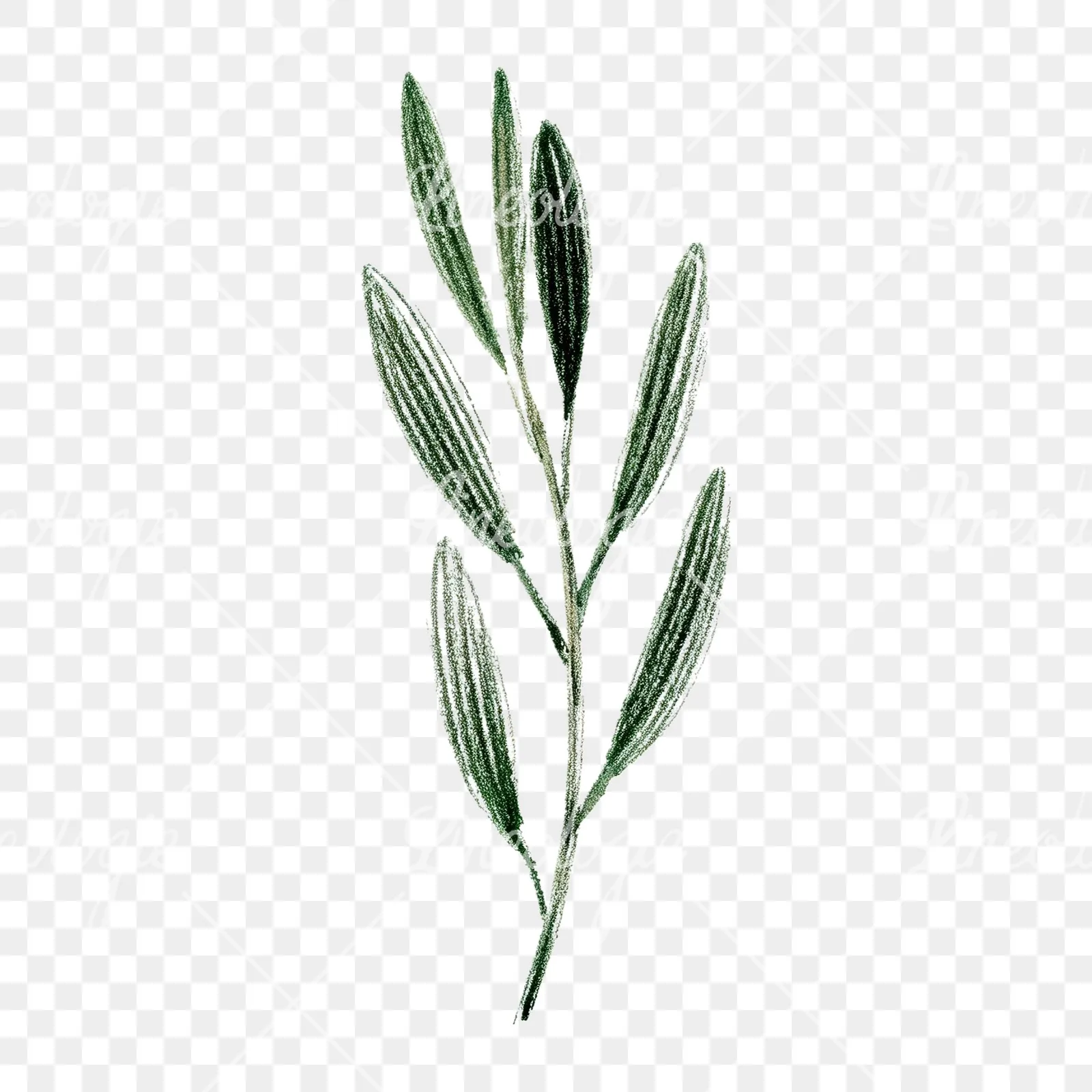 Watercolor olive branch flower clipart 9 of 9 on a transparent background (PNG)