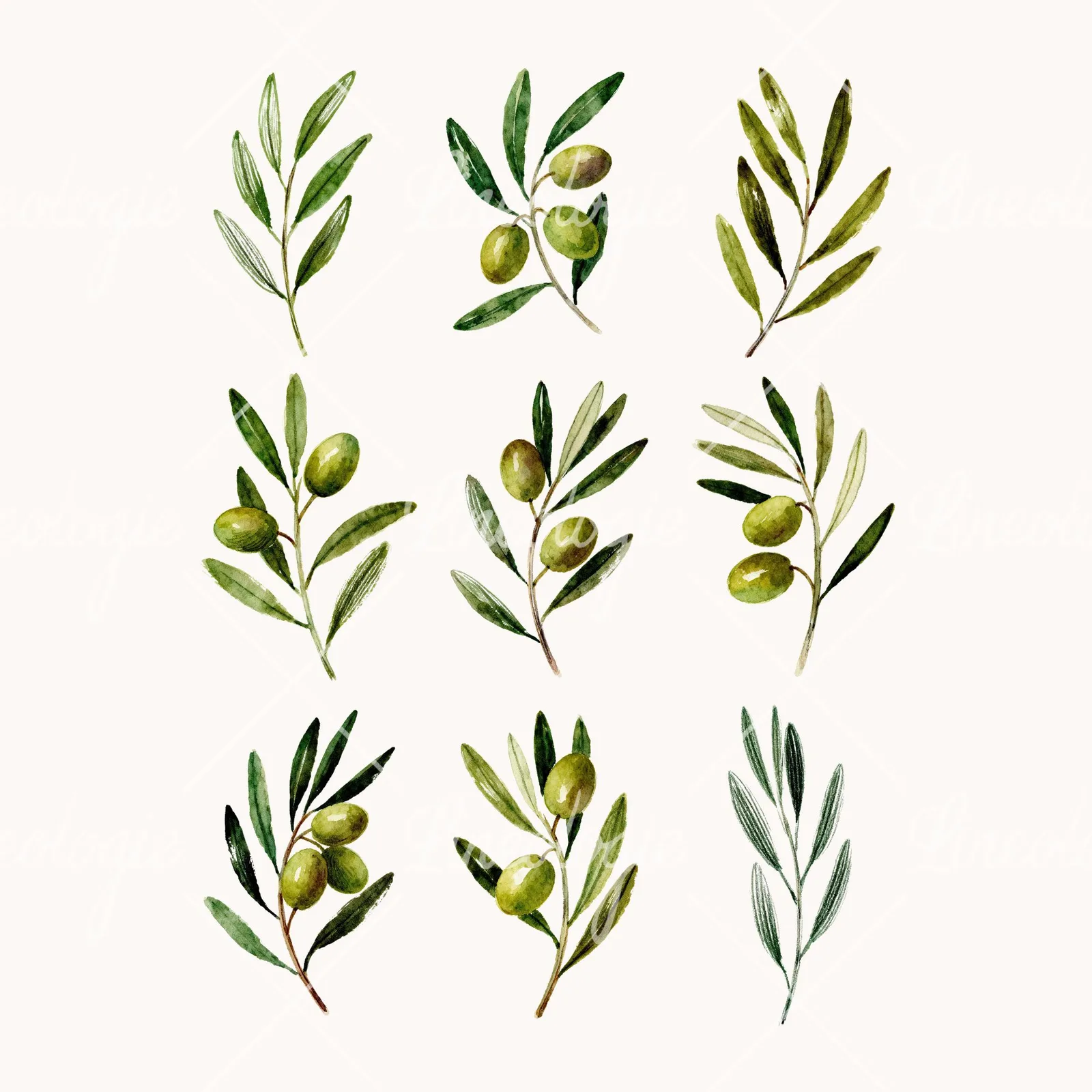Watercolor Olive Branch Flower Clipart, all 9 illustrations in the pack