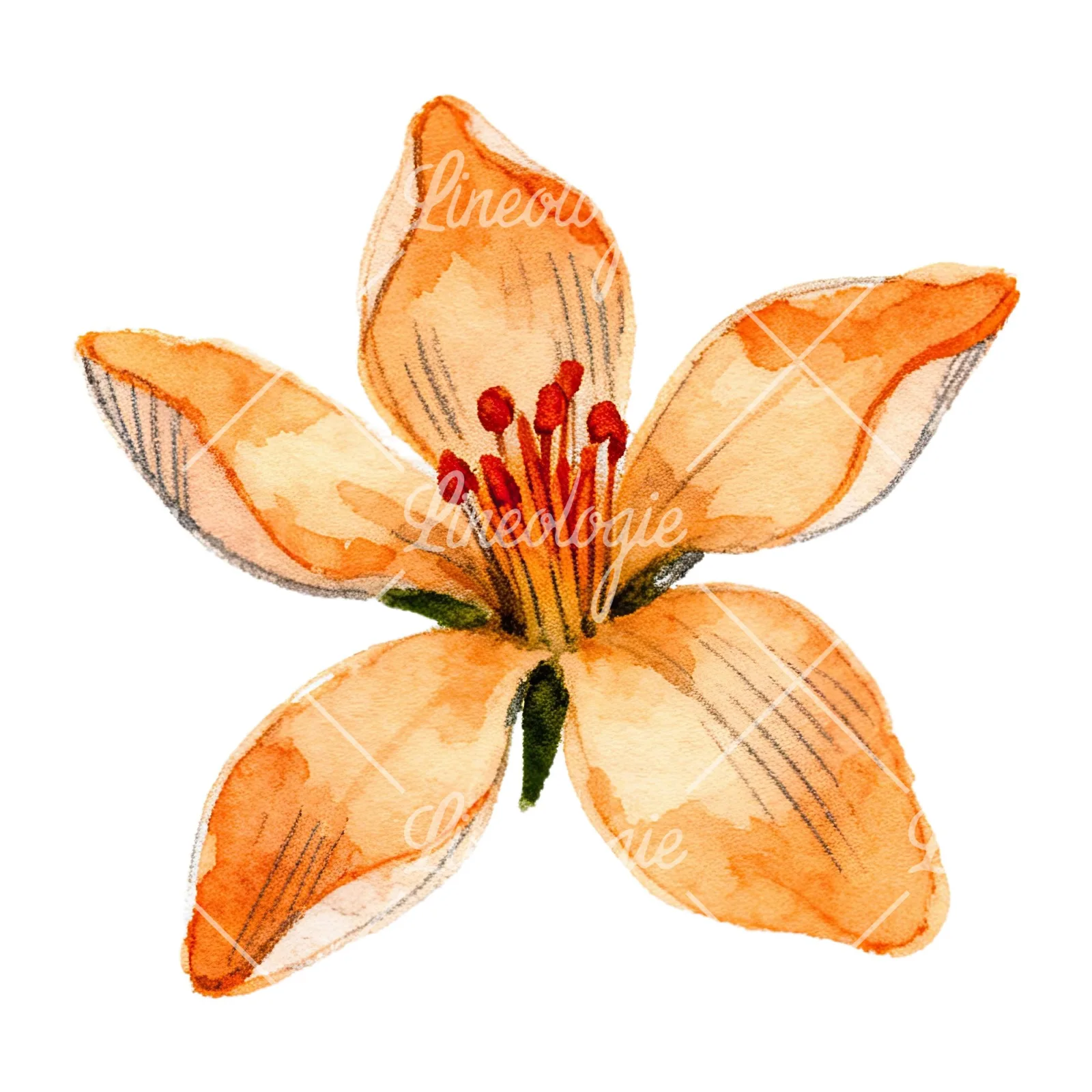 Watercolor orange blossom with lilies clipart 1 of 9 on a white background (JPG)