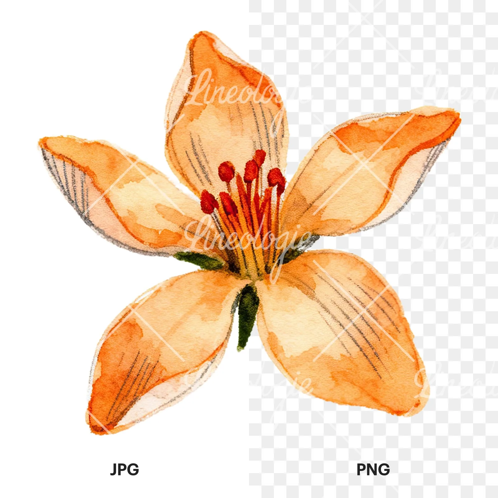 Watercolor orange blossom with lilies clipart 1 of 9, as a JPG on white and a transparent PNG