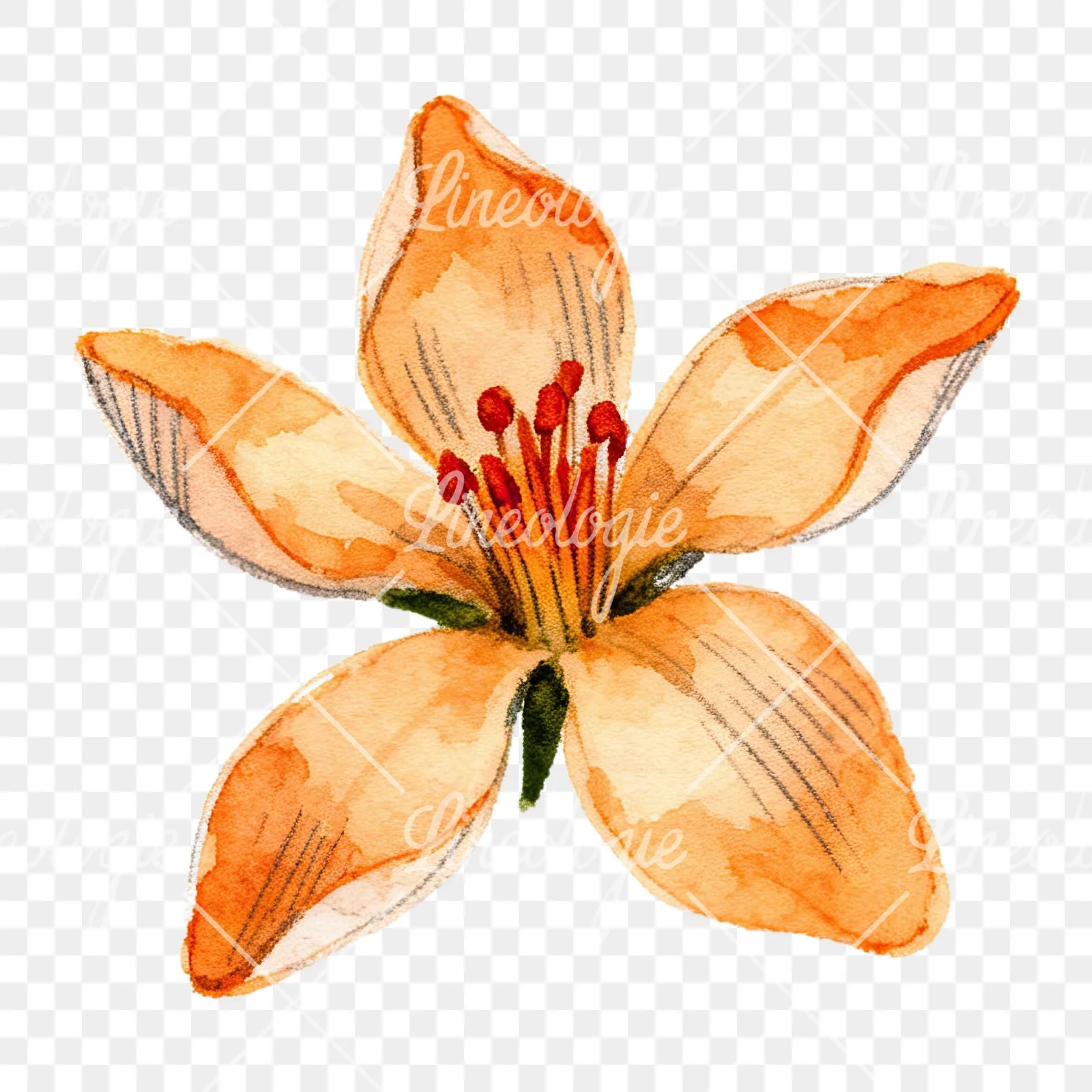 Watercolor orange blossom with lilies clipart 1 of 9 on a transparent background (PNG)