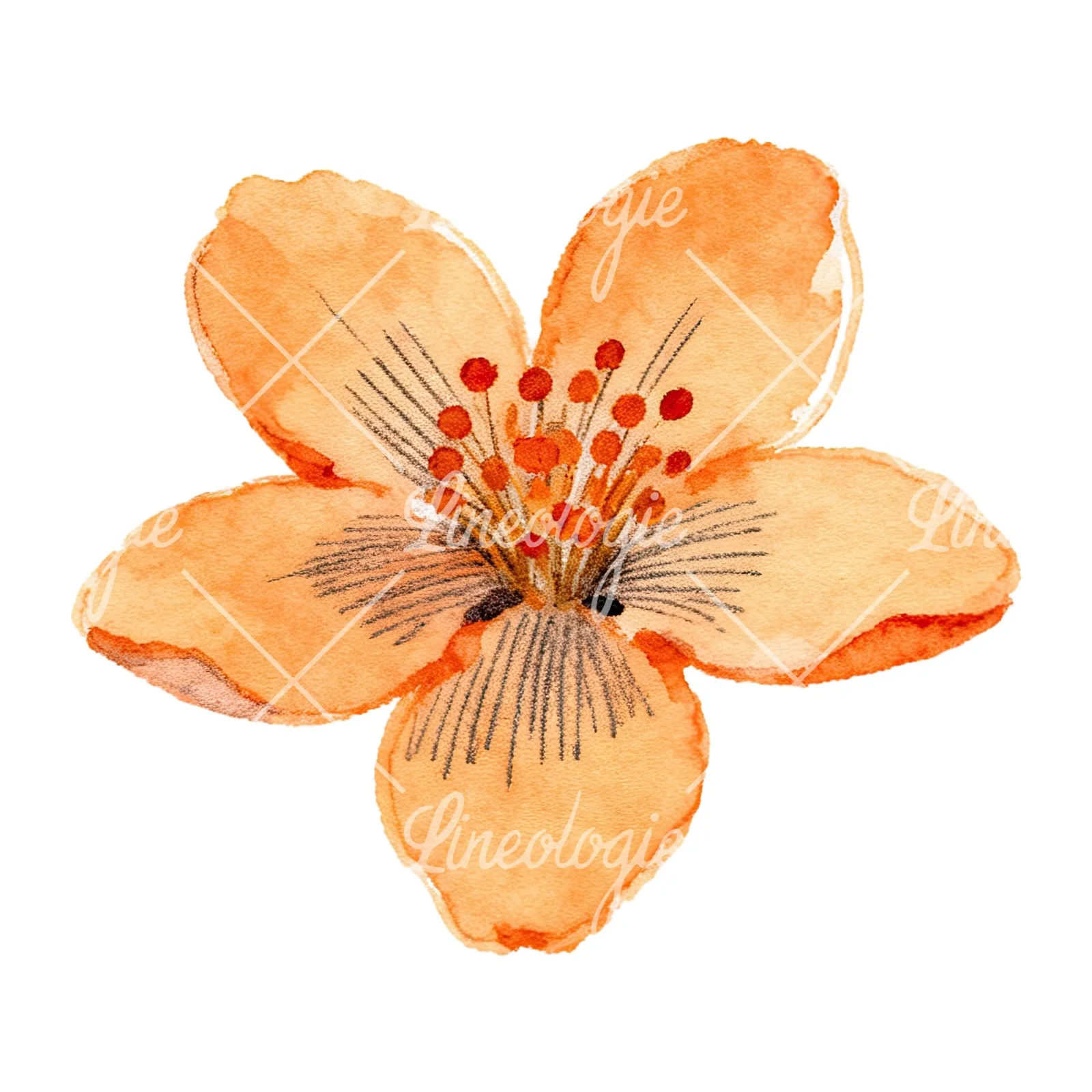 Watercolor orange blossom with lilies clipart 2 of 9 on a white background (JPG)