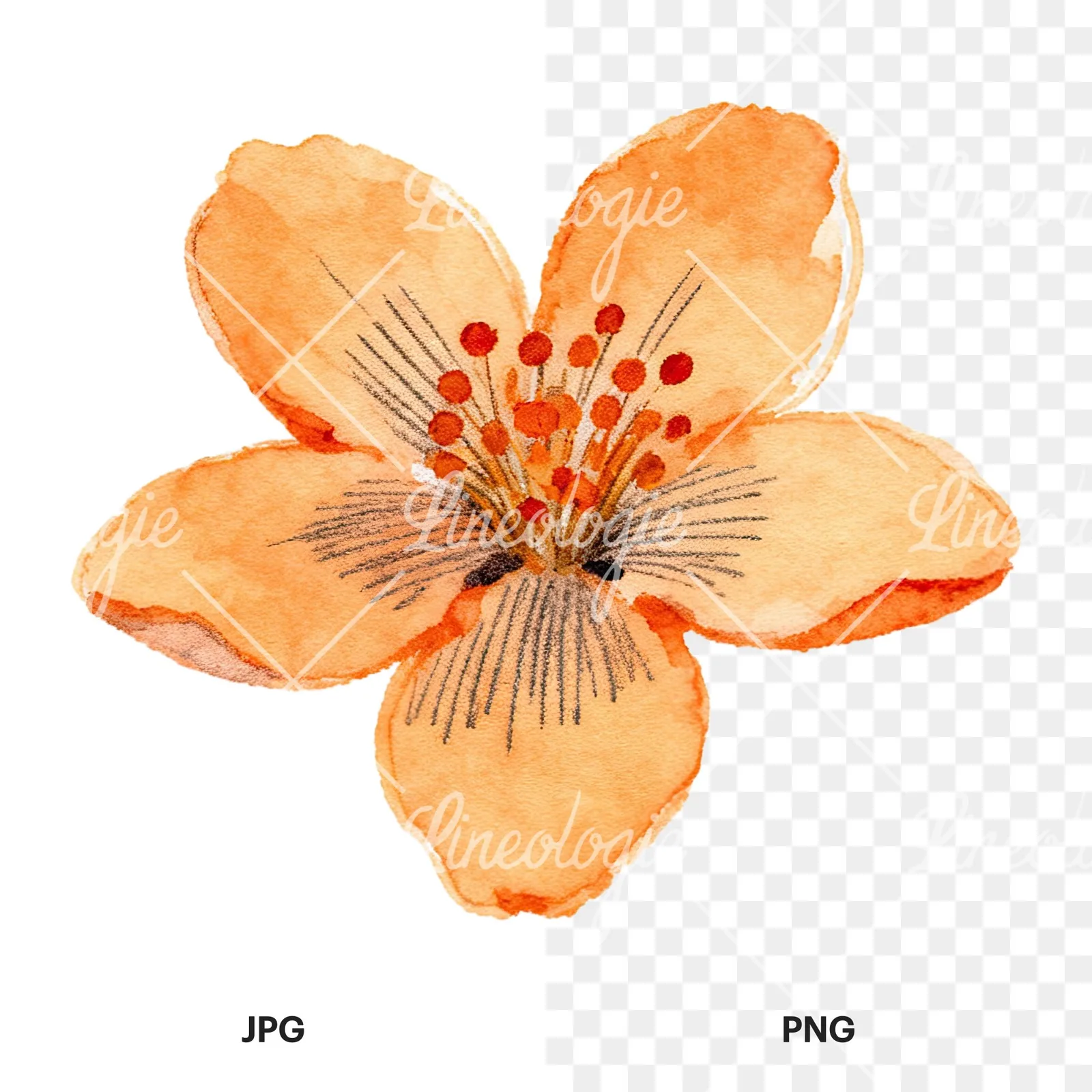 Watercolor orange blossom with lilies clipart 2 of 9, as a JPG on white and a transparent PNG