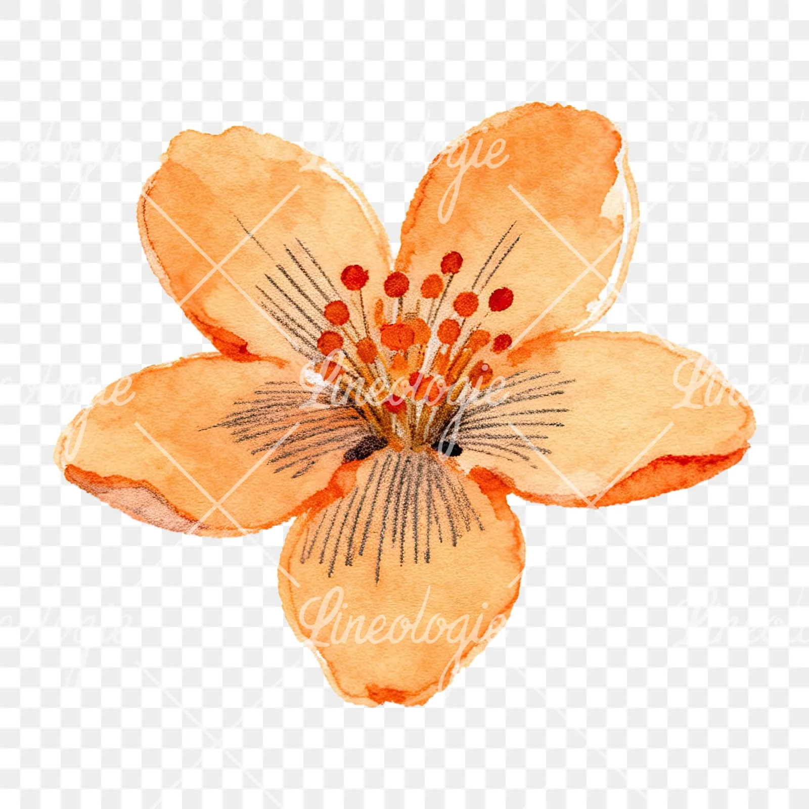 Watercolor orange blossom with lilies clipart 2 of 9 on a transparent background (PNG)