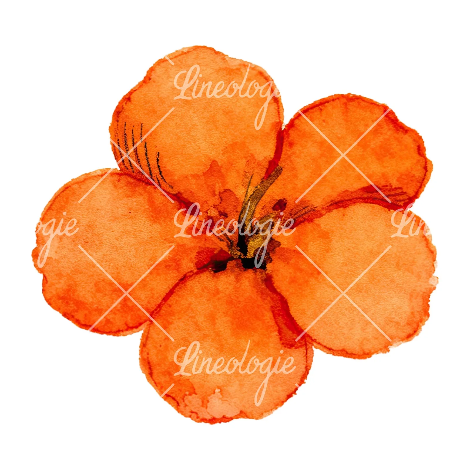 Watercolor orange blossom with lilies clipart 3 of 9 on a white background (JPG)