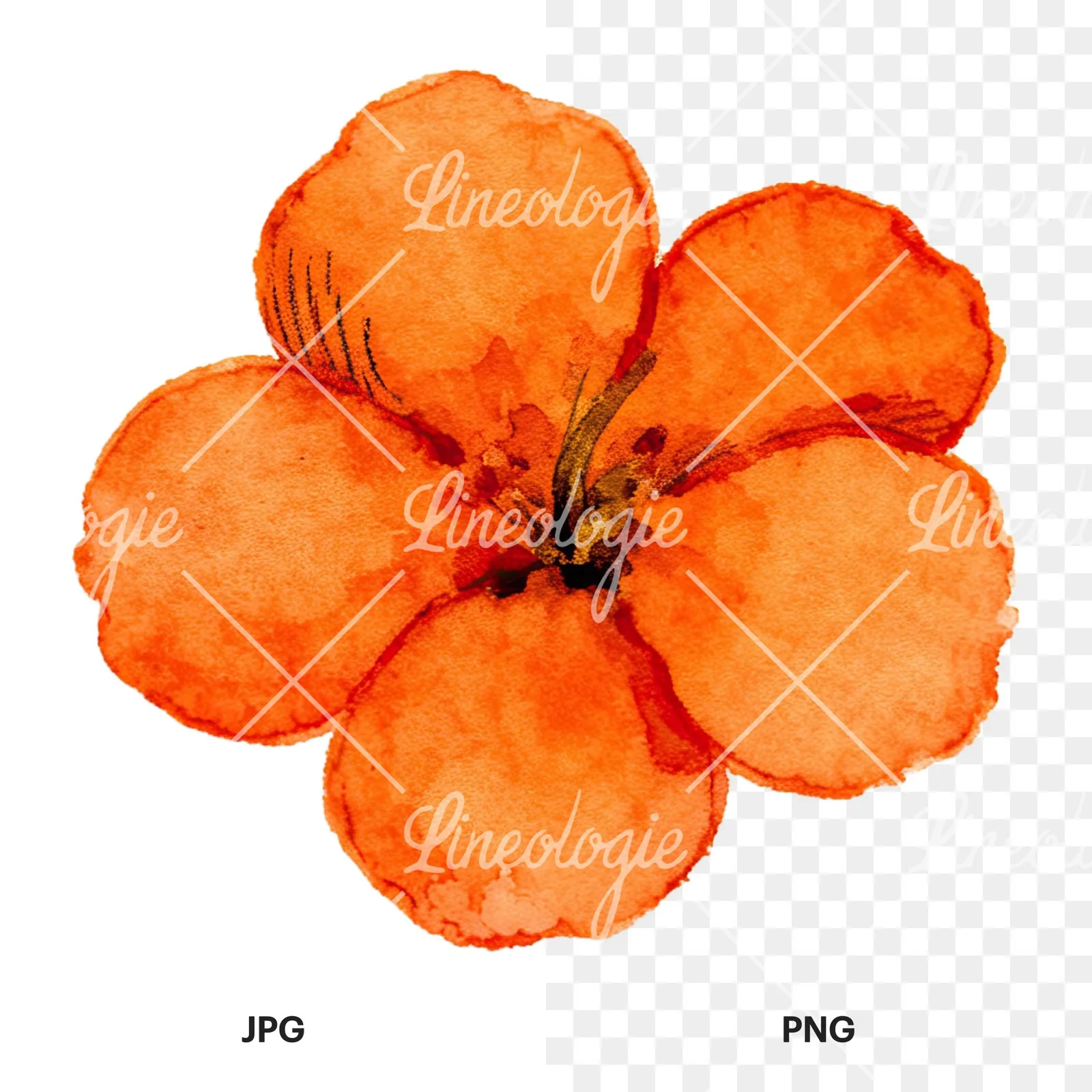 Watercolor orange blossom with lilies clipart 3 of 9, as a JPG on white and a transparent PNG