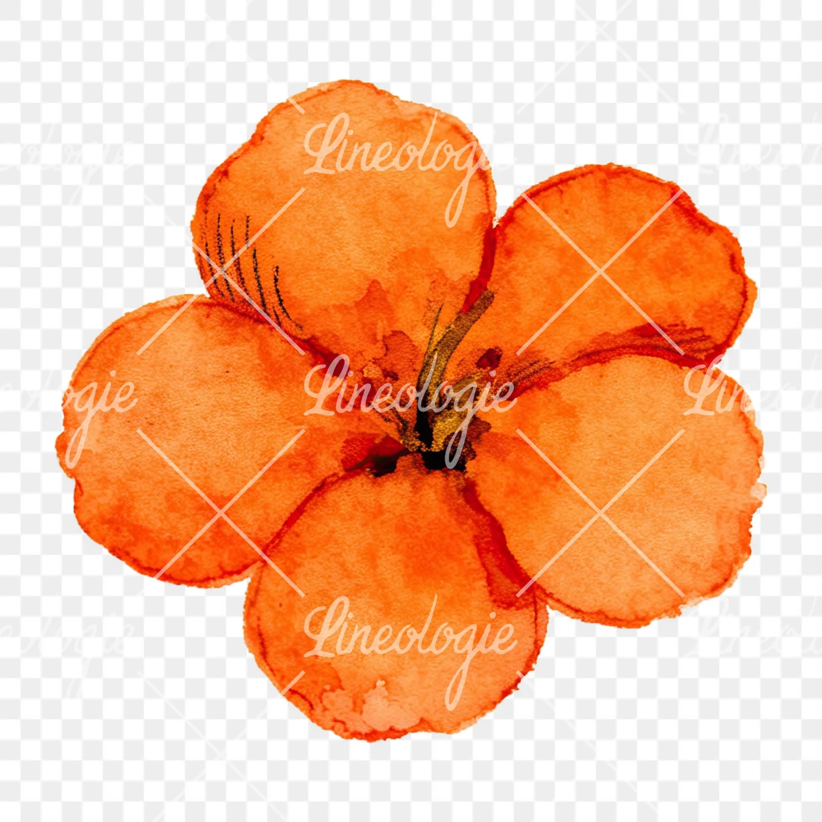 Watercolor orange blossom with lilies clipart 3 of 9 on a transparent background (PNG)