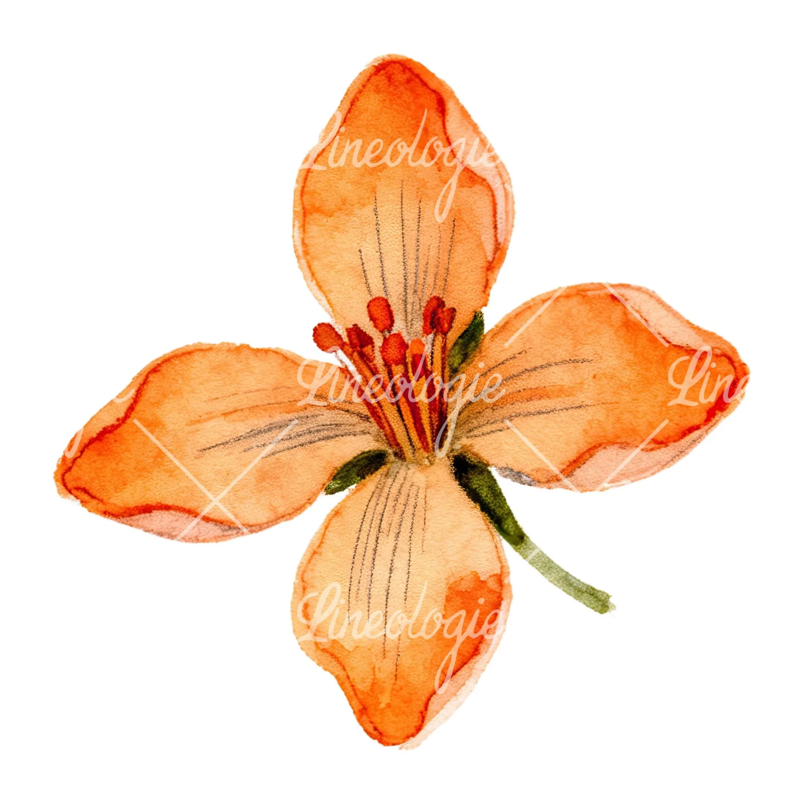 Watercolor orange blossom with lilies clipart 4 of 9 on a white background (JPG)