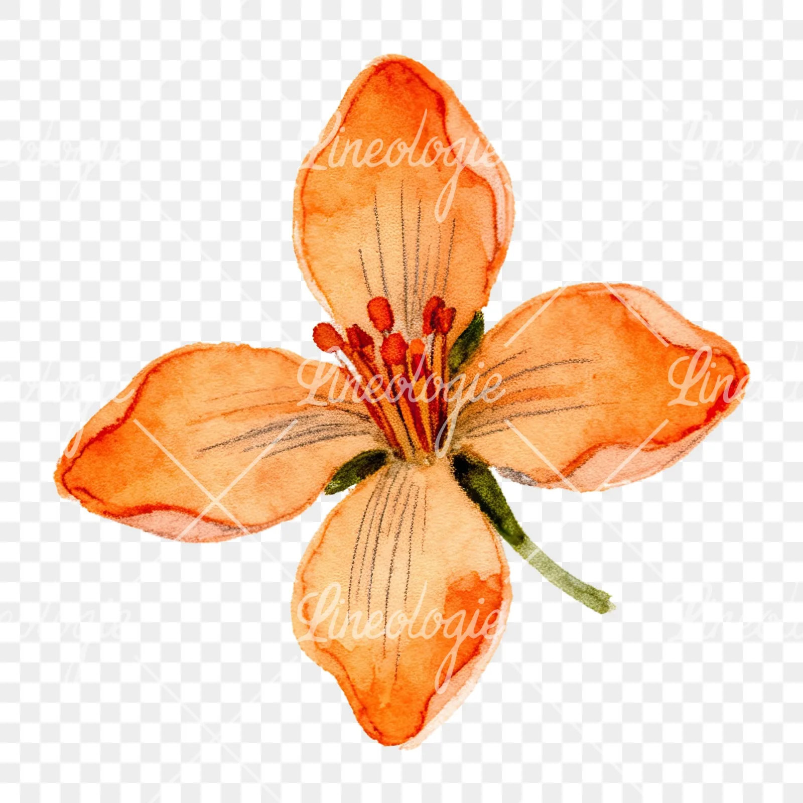 Watercolor orange blossom with lilies clipart 4 of 9 on a transparent background (PNG)