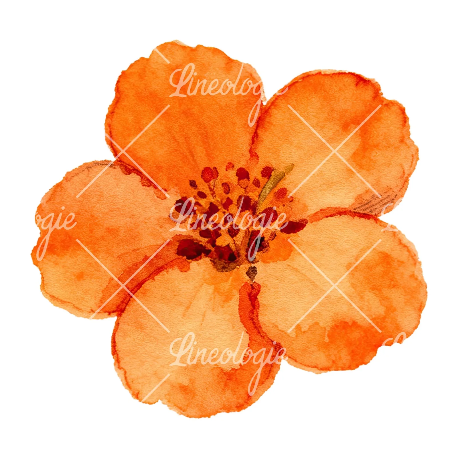 Watercolor orange blossom with lilies clipart 5 of 9 on a white background (JPG)