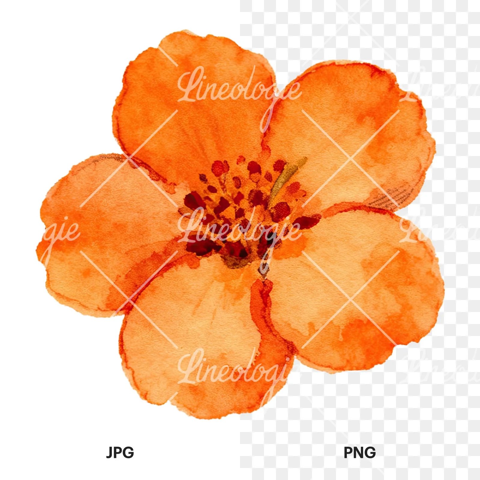 Watercolor orange blossom with lilies clipart 5 of 9, as a JPG on white and a transparent PNG
