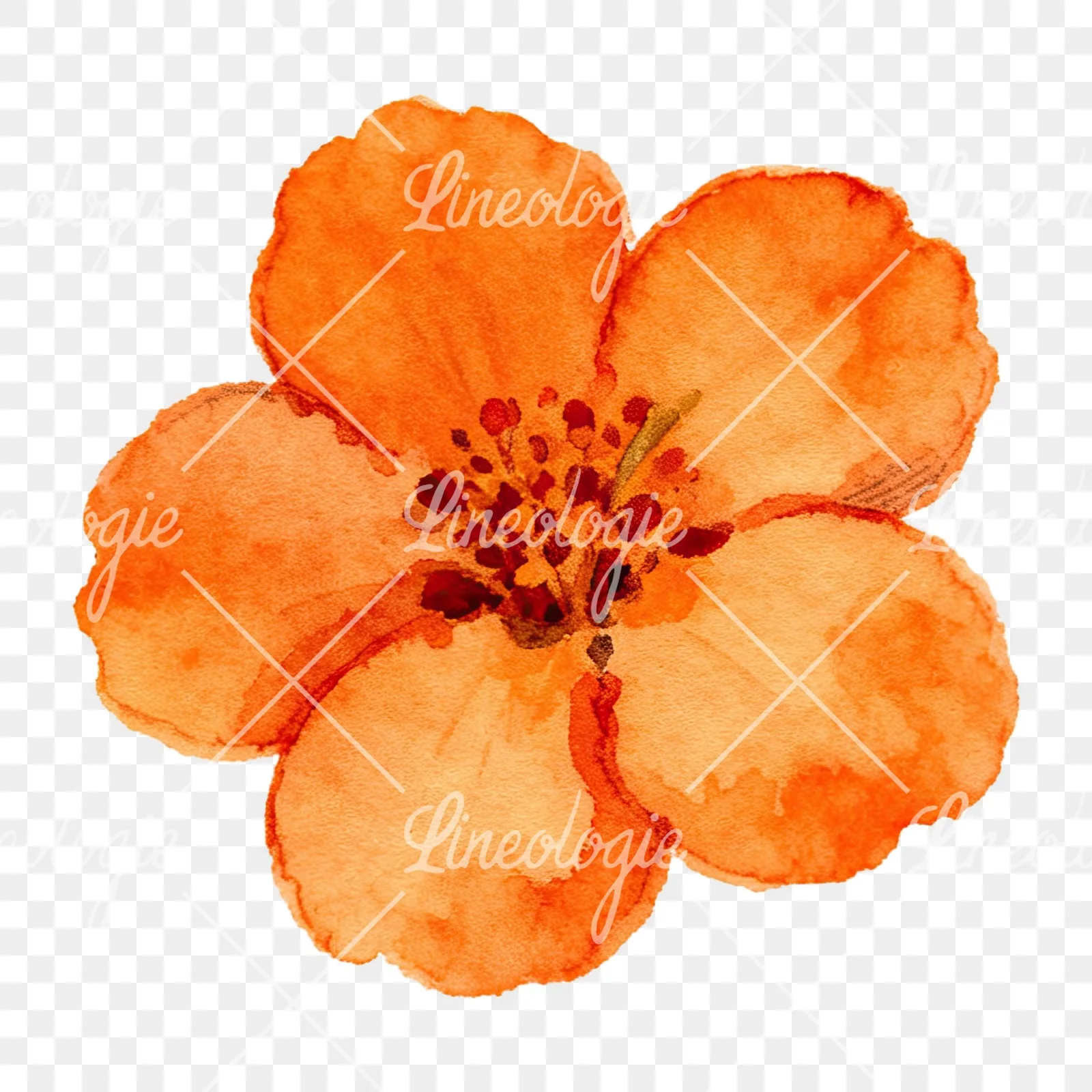 Watercolor orange blossom with lilies clipart 5 of 9 on a transparent background (PNG)