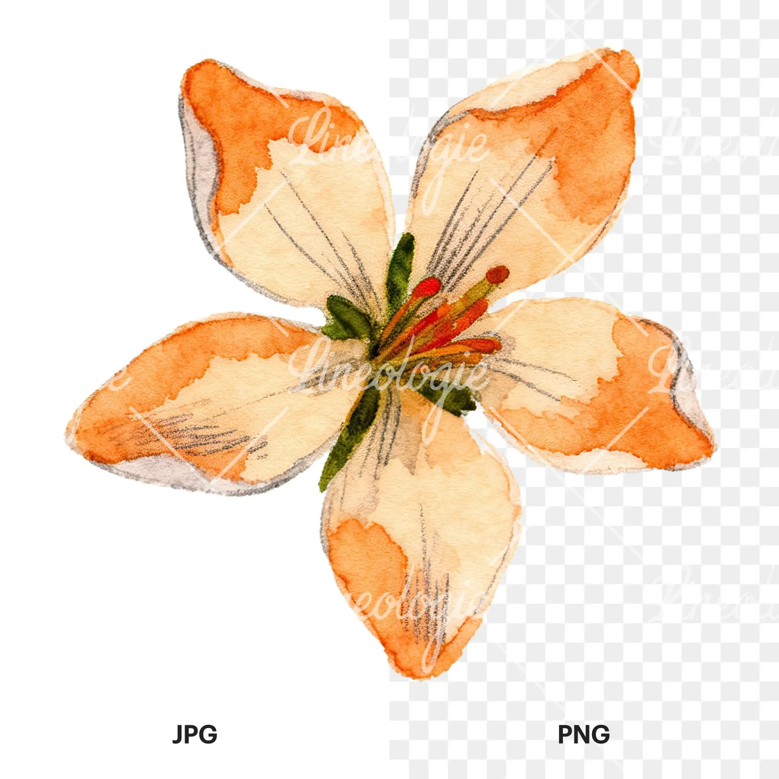 Watercolor orange blossom with lilies clipart 6 of 9, as a JPG on white and a transparent PNG