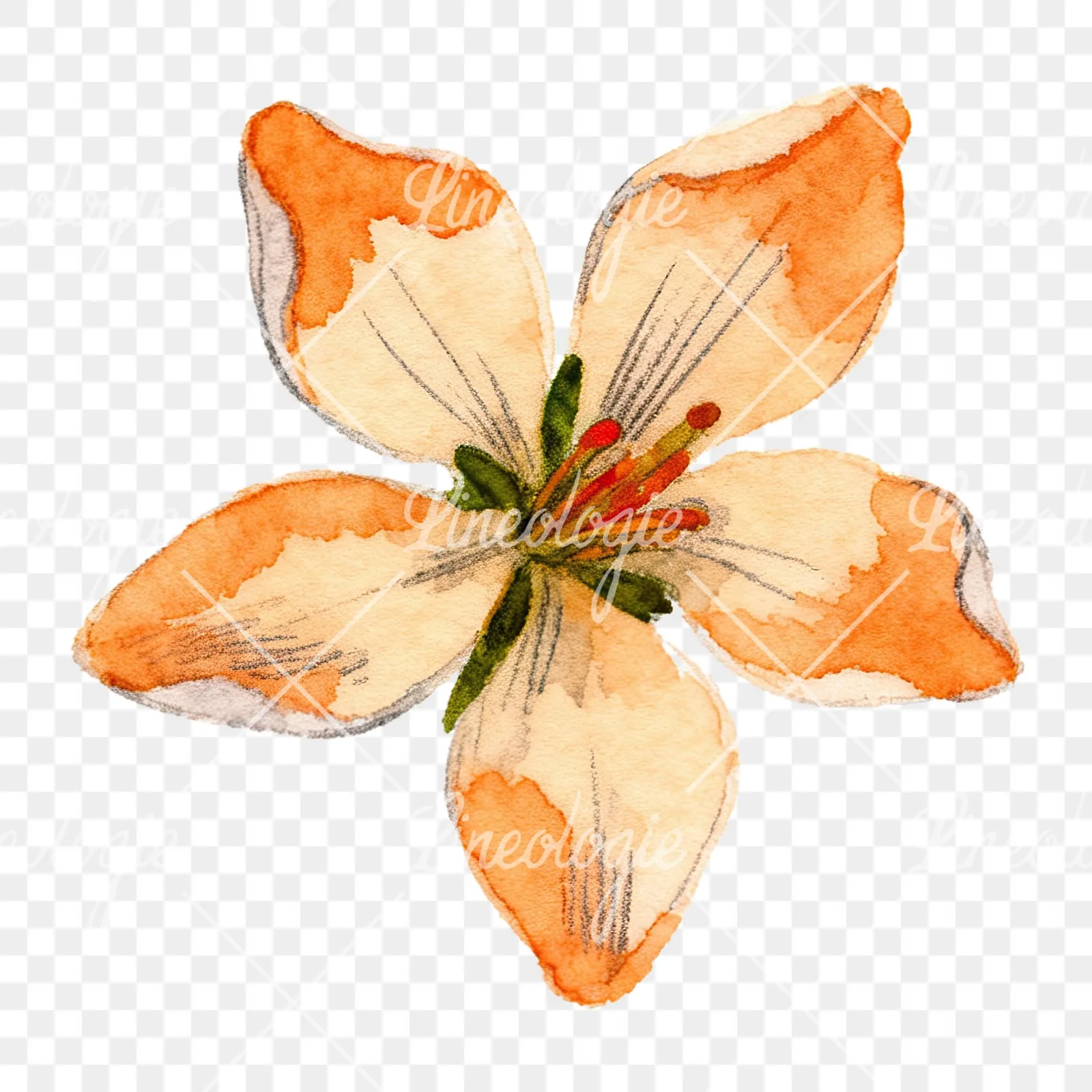 Watercolor orange blossom with lilies clipart 6 of 9 on a transparent background (PNG)