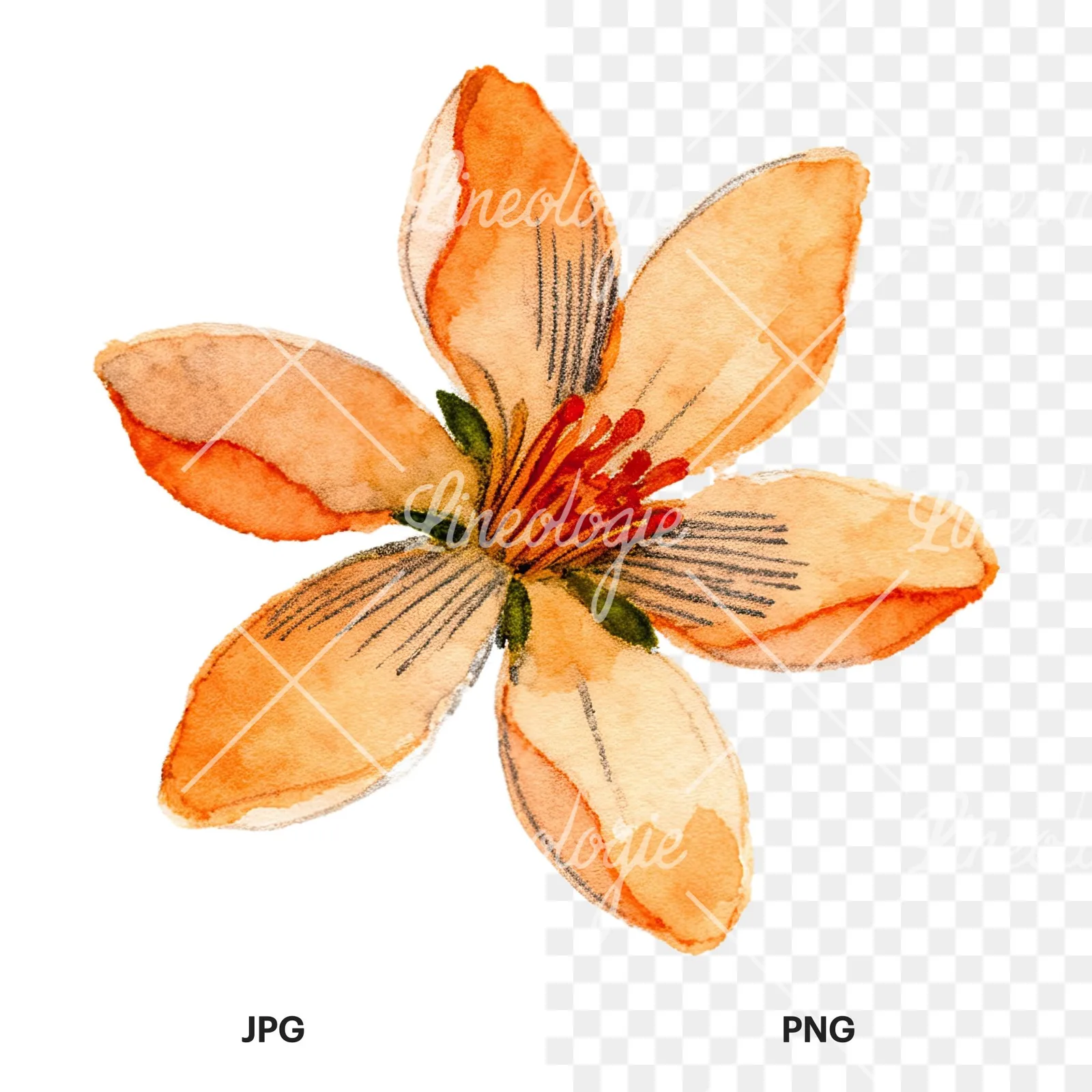 Watercolor orange blossom with lilies clipart 7 of 9, as a JPG on white and a transparent PNG