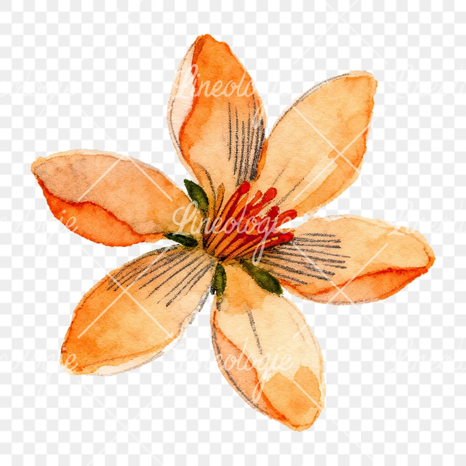 Watercolor orange blossom with lilies clipart 7 of 9 on a transparent background (PNG)