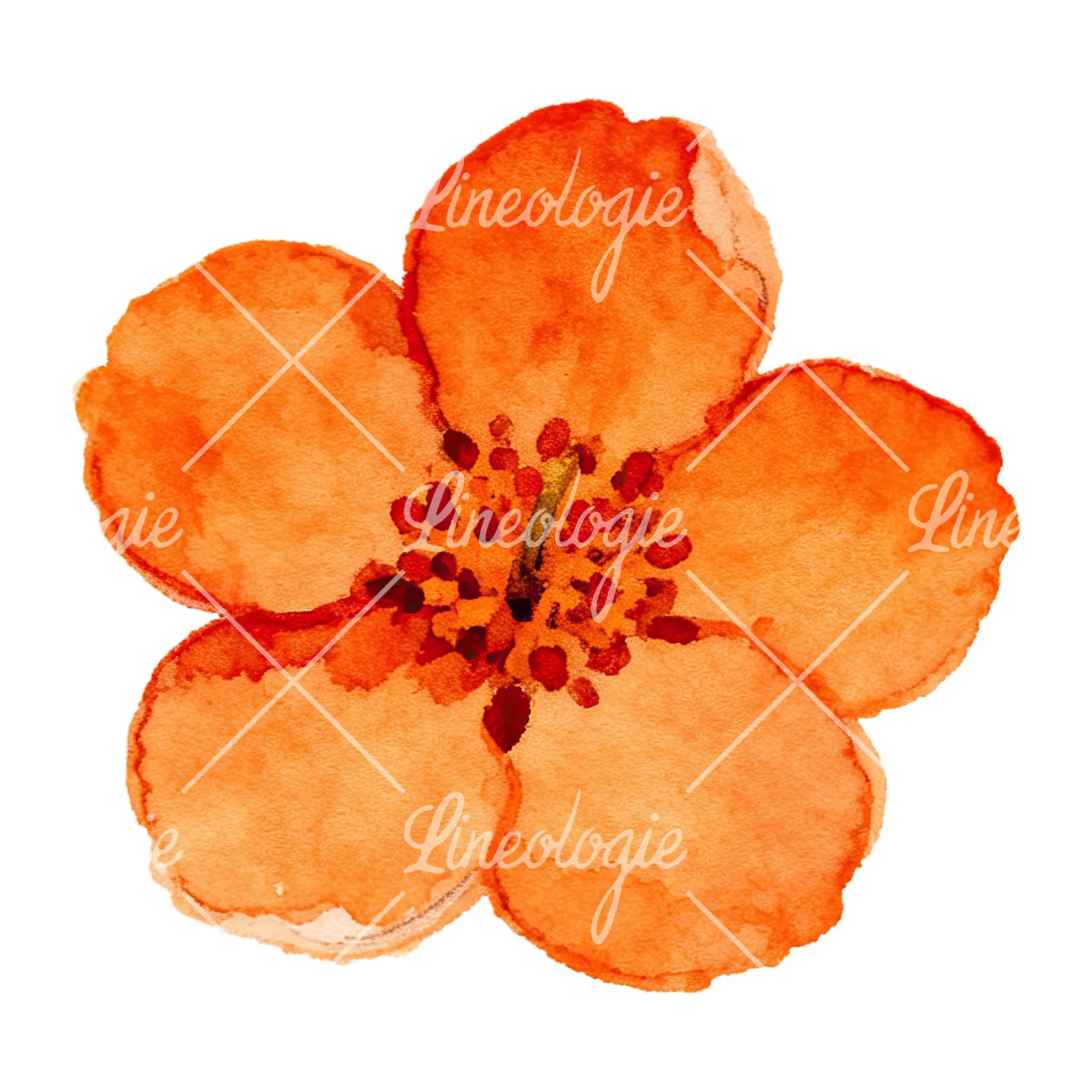 Watercolor orange blossom with lilies clipart 8 of 9 on a white background (JPG)